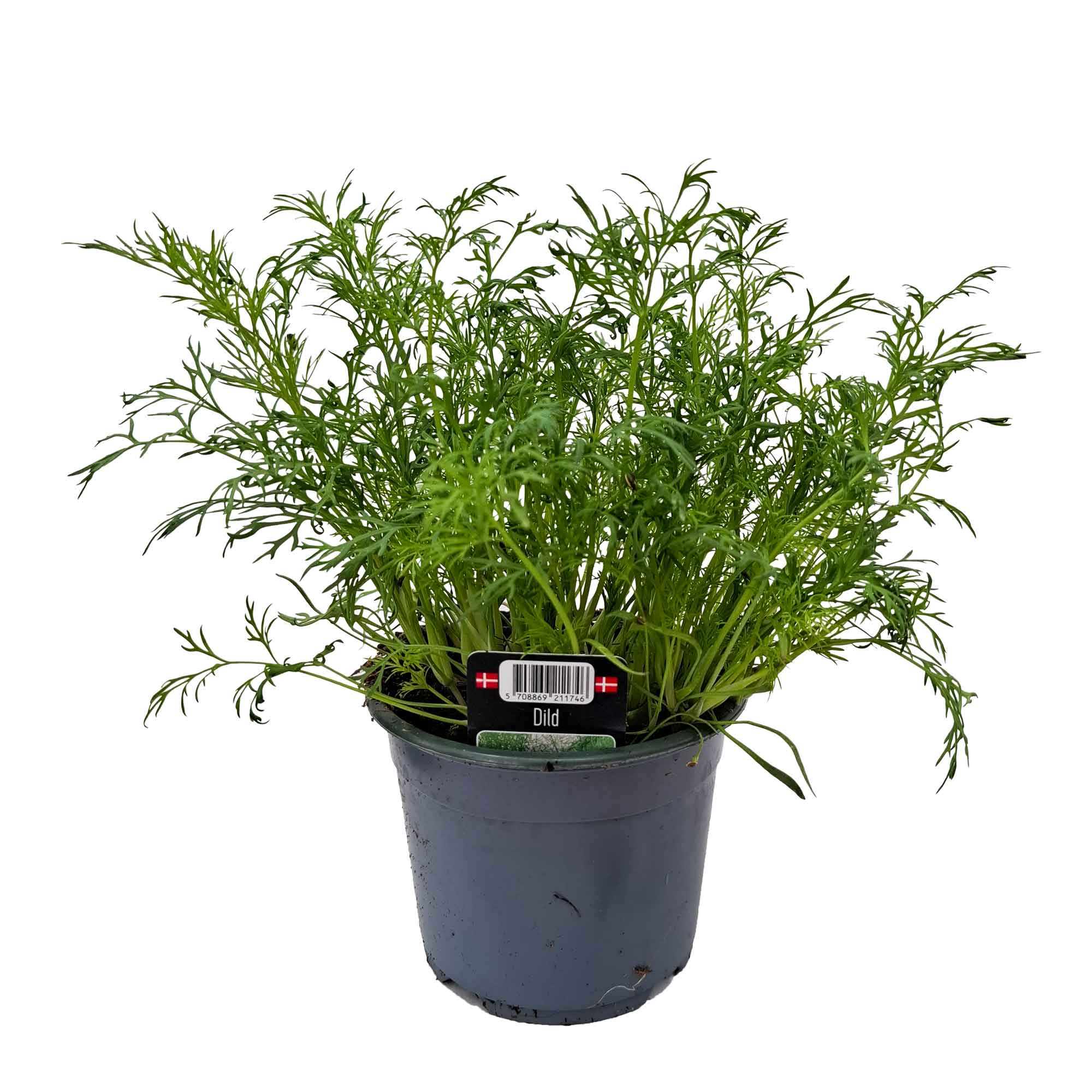 ANETHUM GRAVEOLENS/DILD 10.0