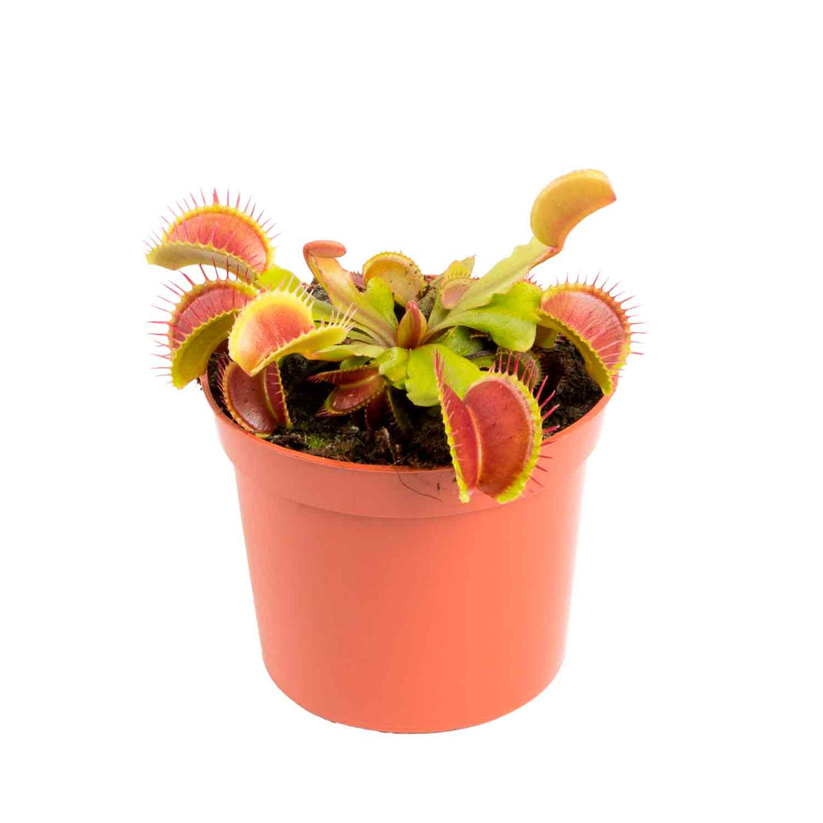 Dionaea muscipula 8,5 cm