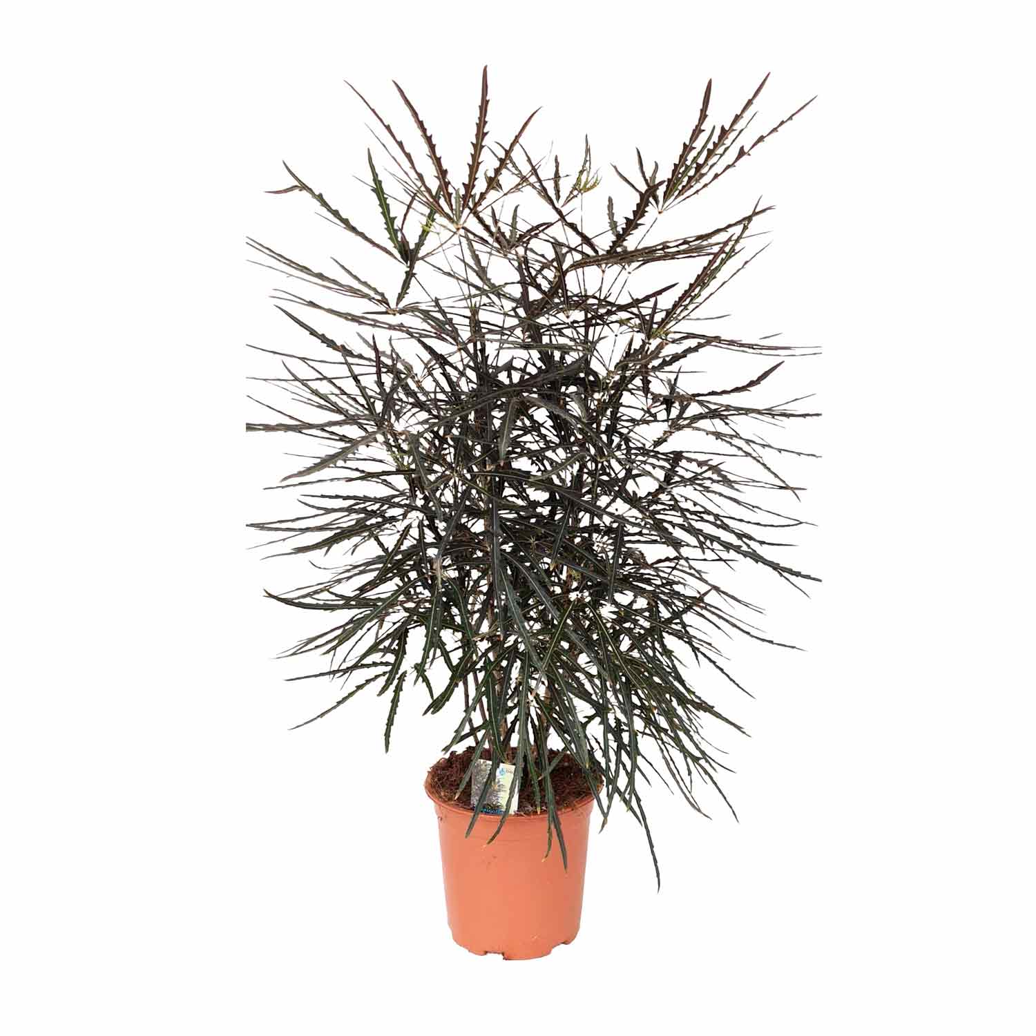 Dizygotheca elegantissima 19cm