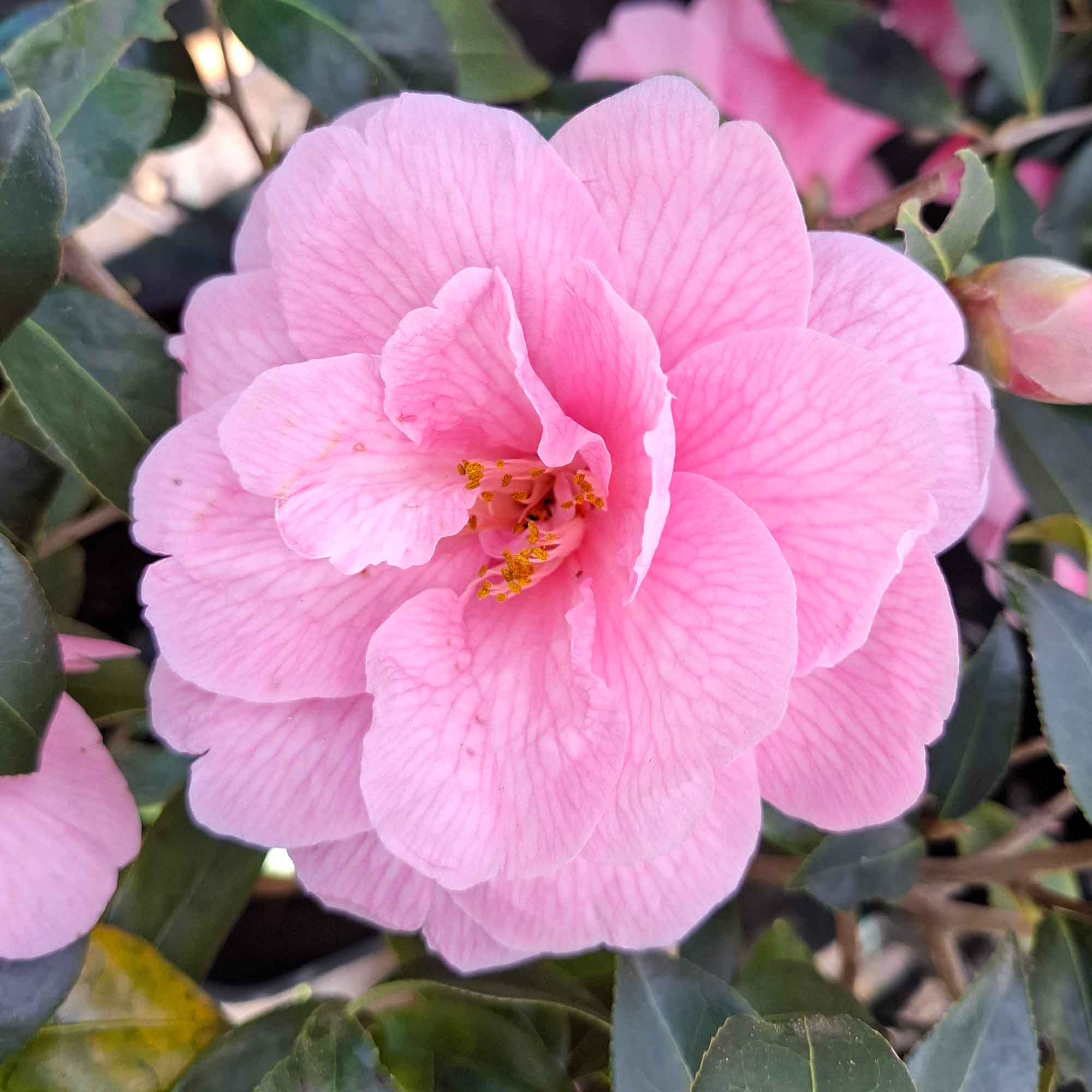 Camellia jap Donation 4.5L 70cm