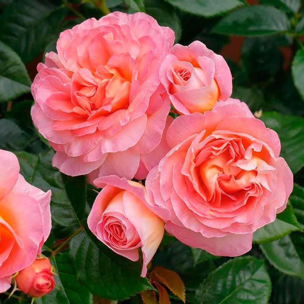 Rosa 'Dornburger Schlossrose'