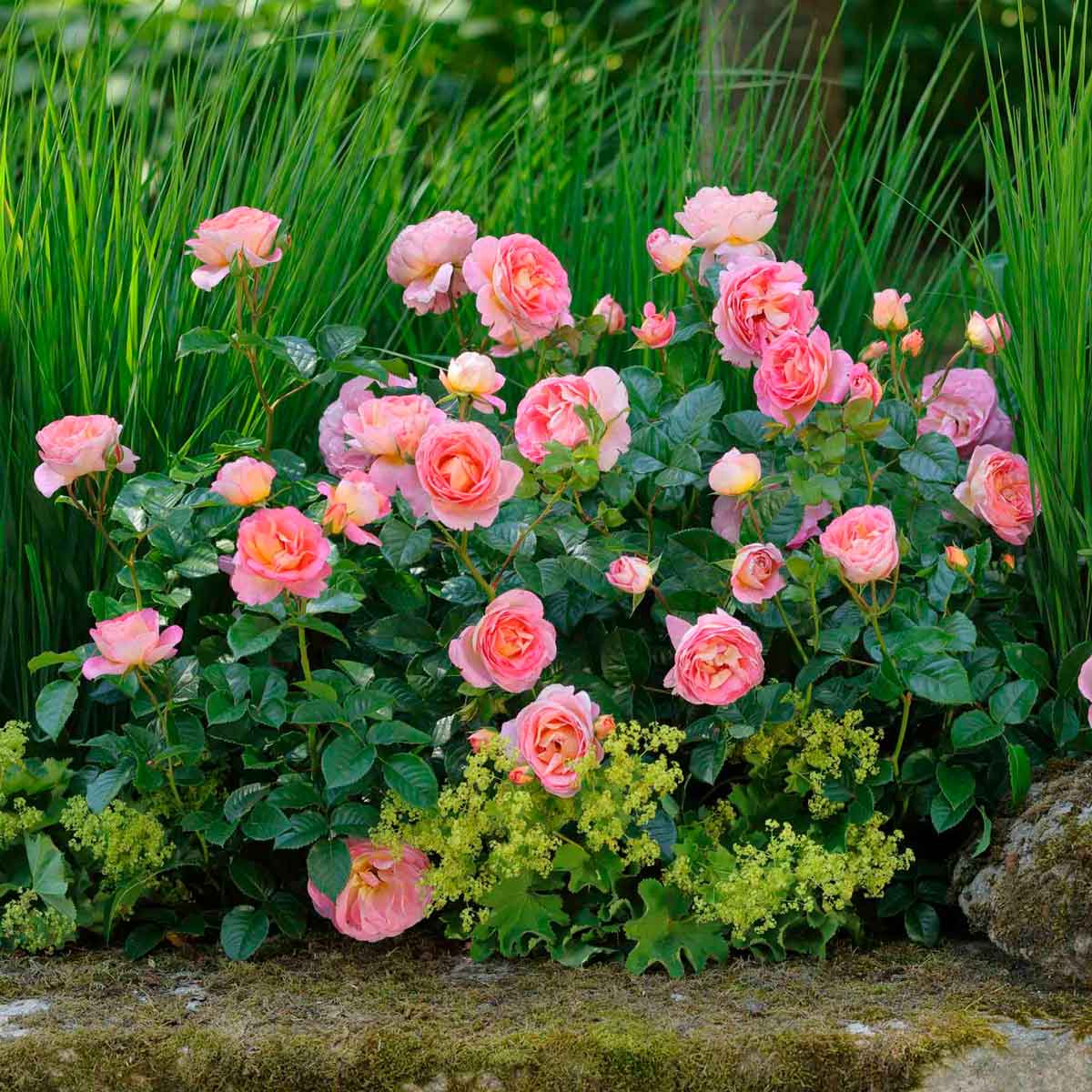 Rosa 'Dornburger Schlossrose'