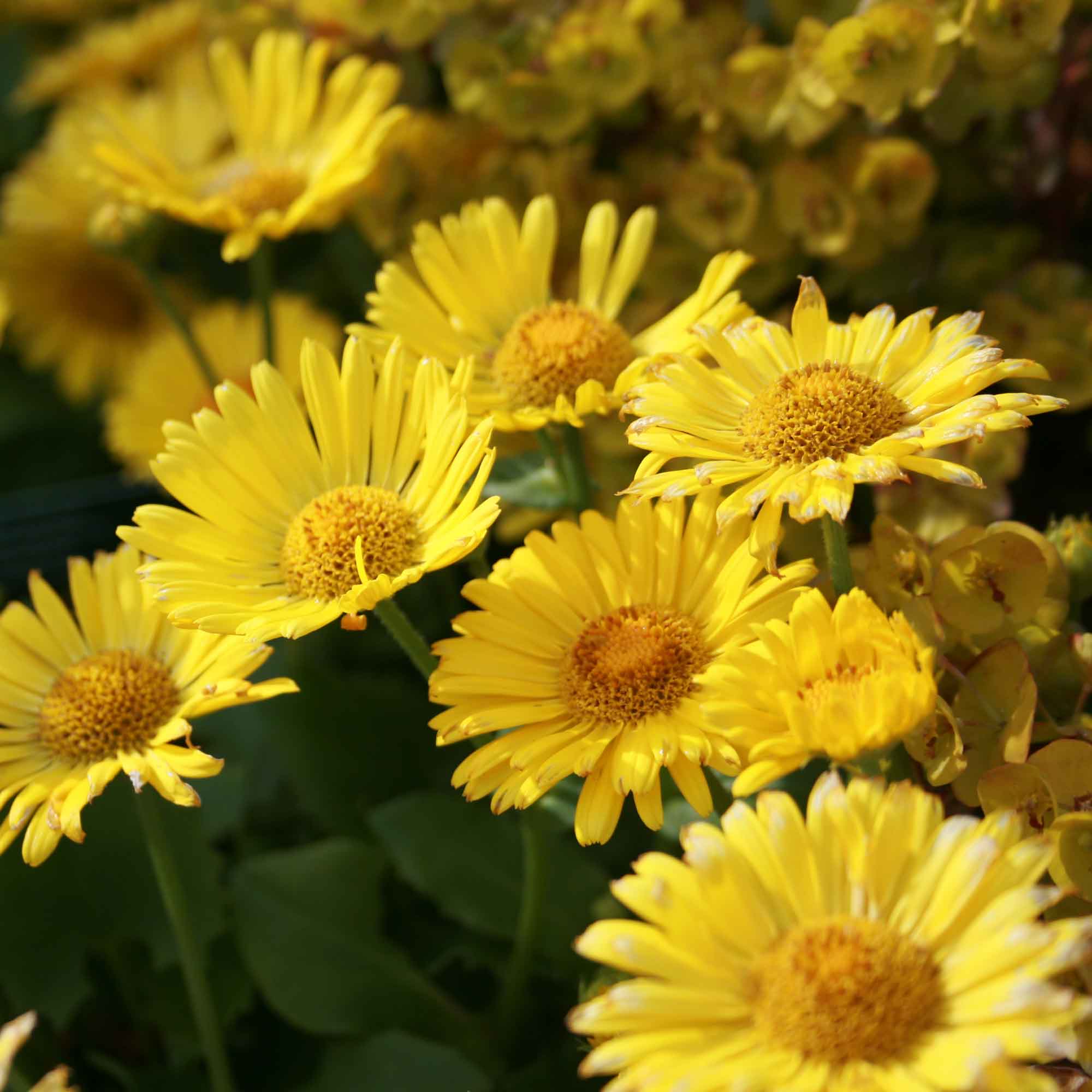 Doronicum eller 'Lilla Lejonet' P9