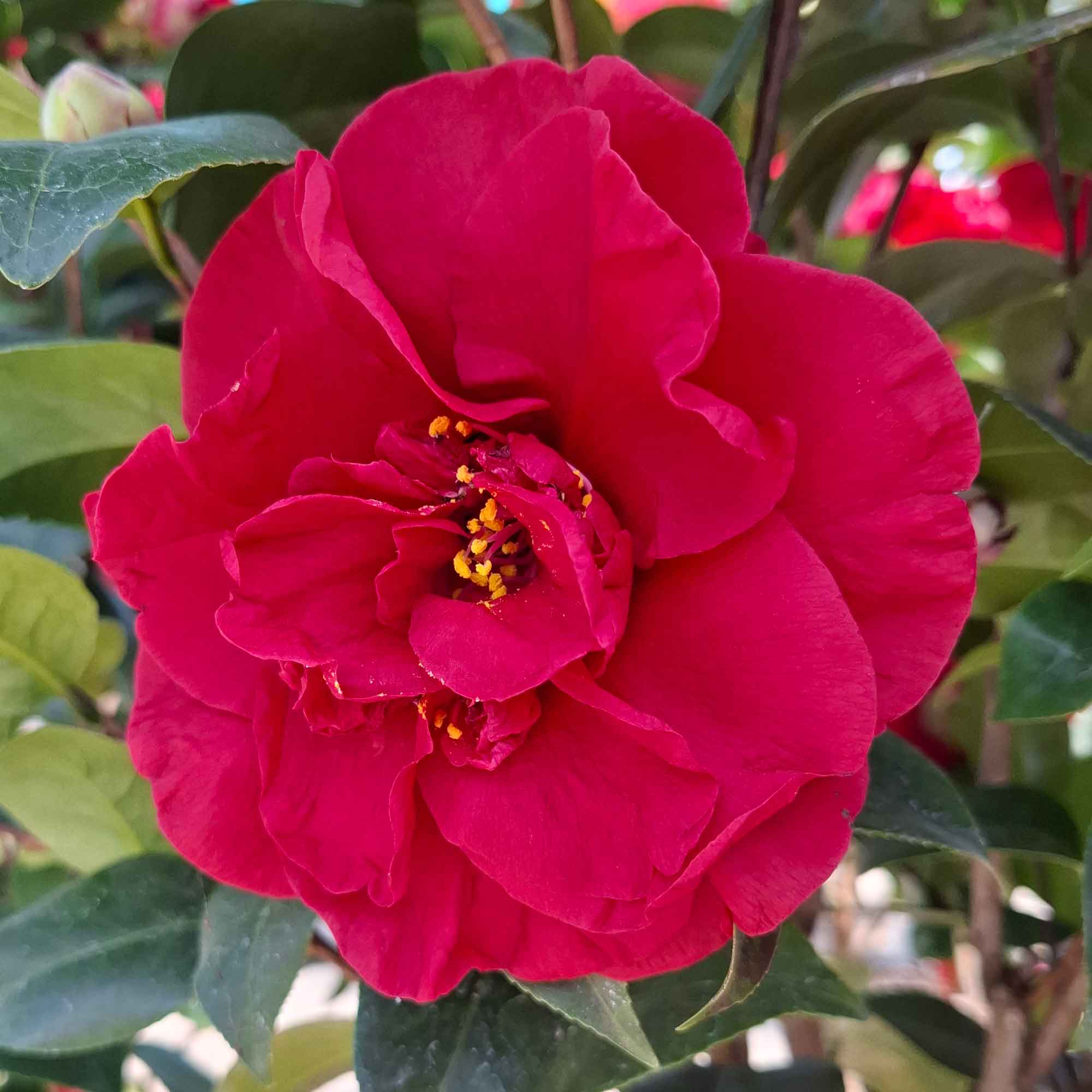 Camellia japonica 'Dr. Burnside' 10 l