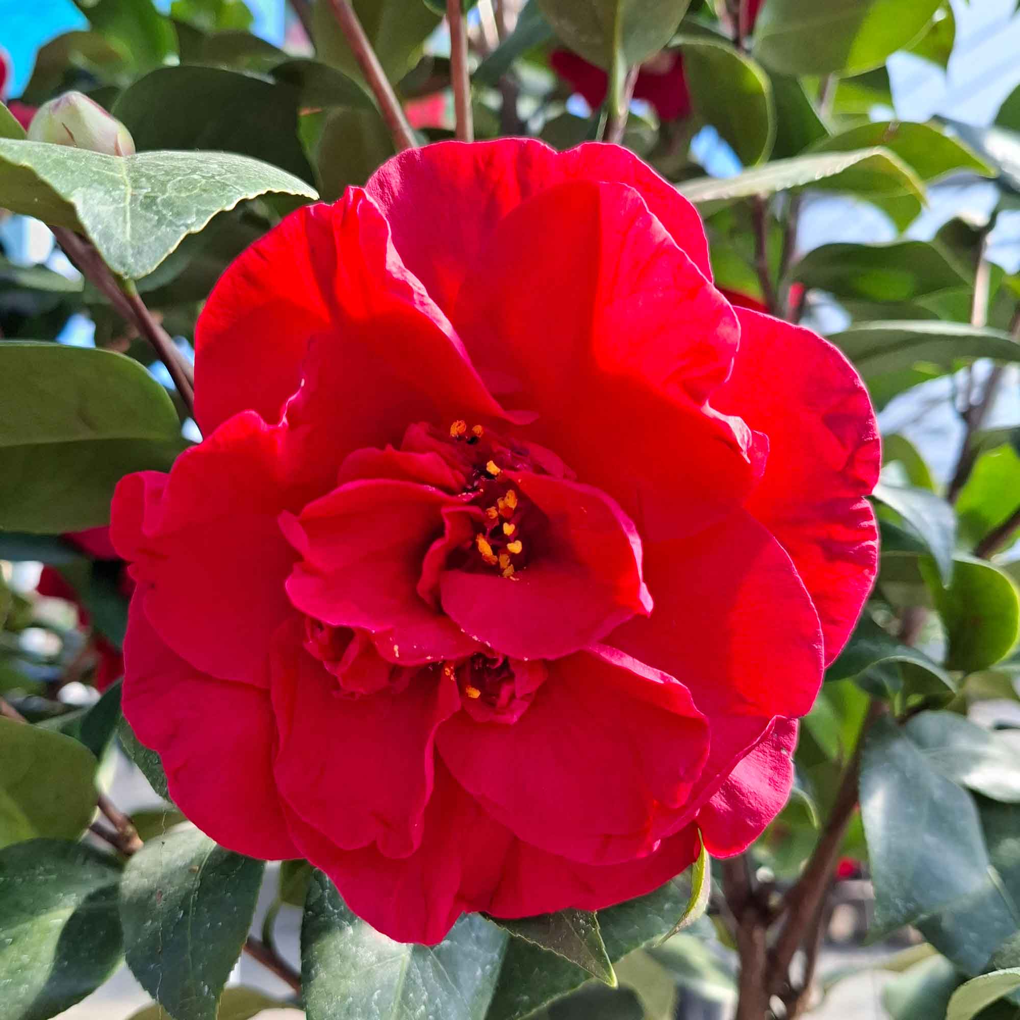 Camellia - Camellia japonica 'Dr. Burnside'