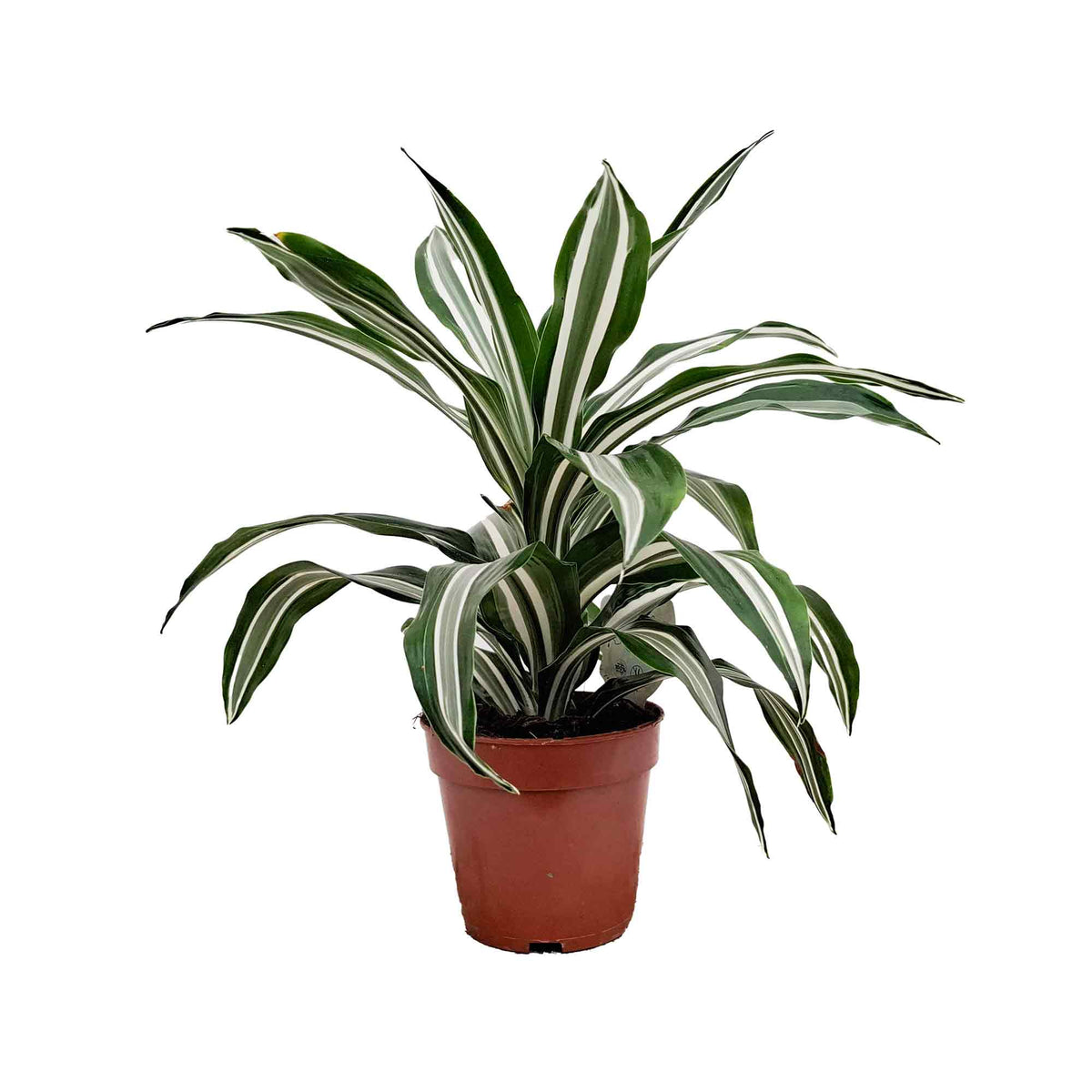 Dracaena fr. (Deremensis) White Green 12cm