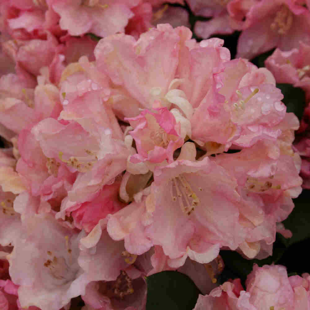 Rhododendron Yak. 'Dreamland' 30-40 - C5