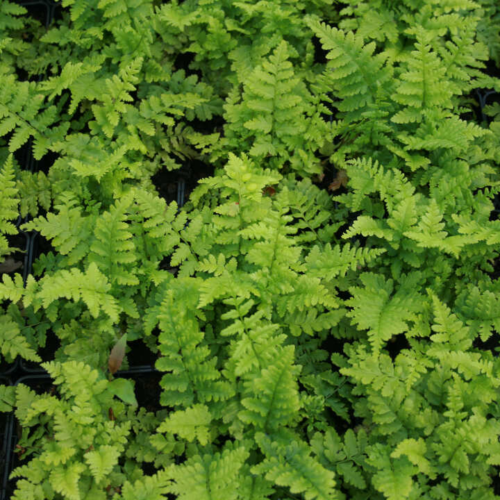Dryopteris filix-mas 13 cm