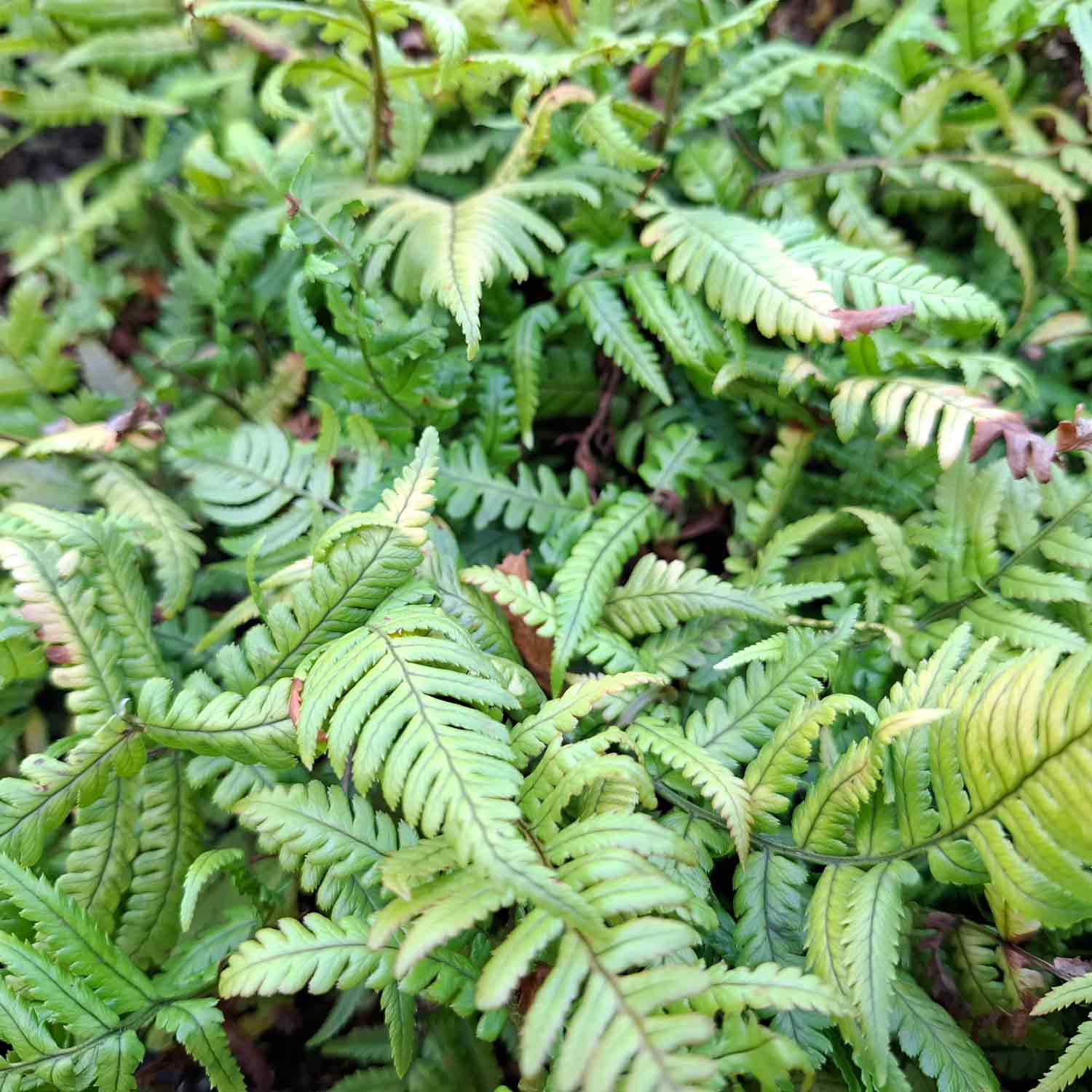 Dryopteris lepidopoda P9