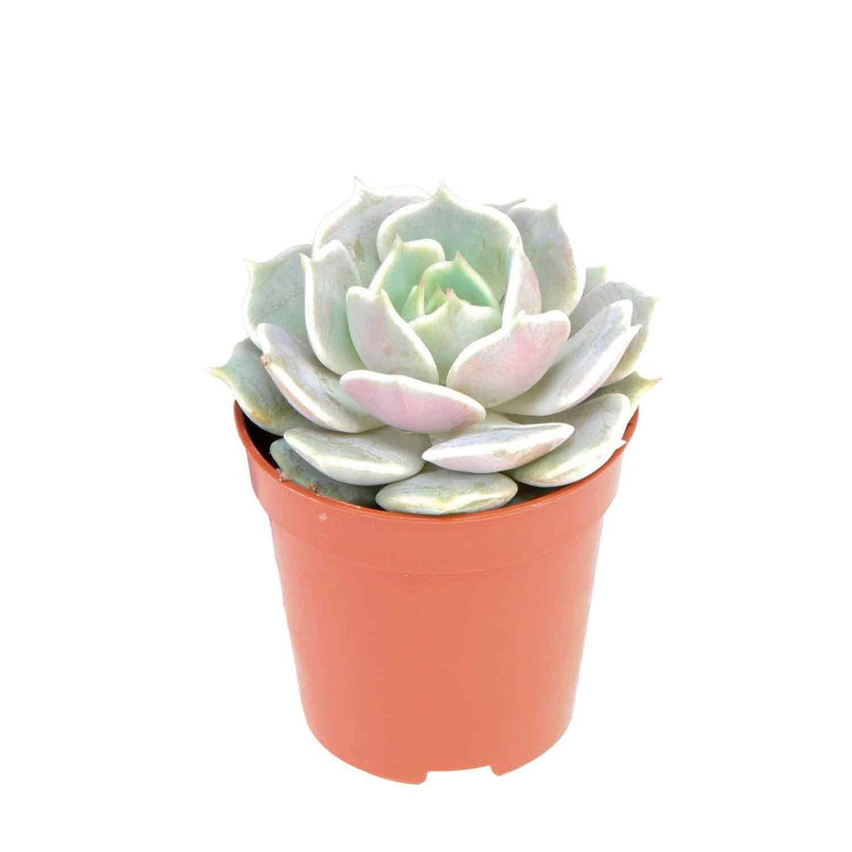 Echeveria Lola 5,5cm