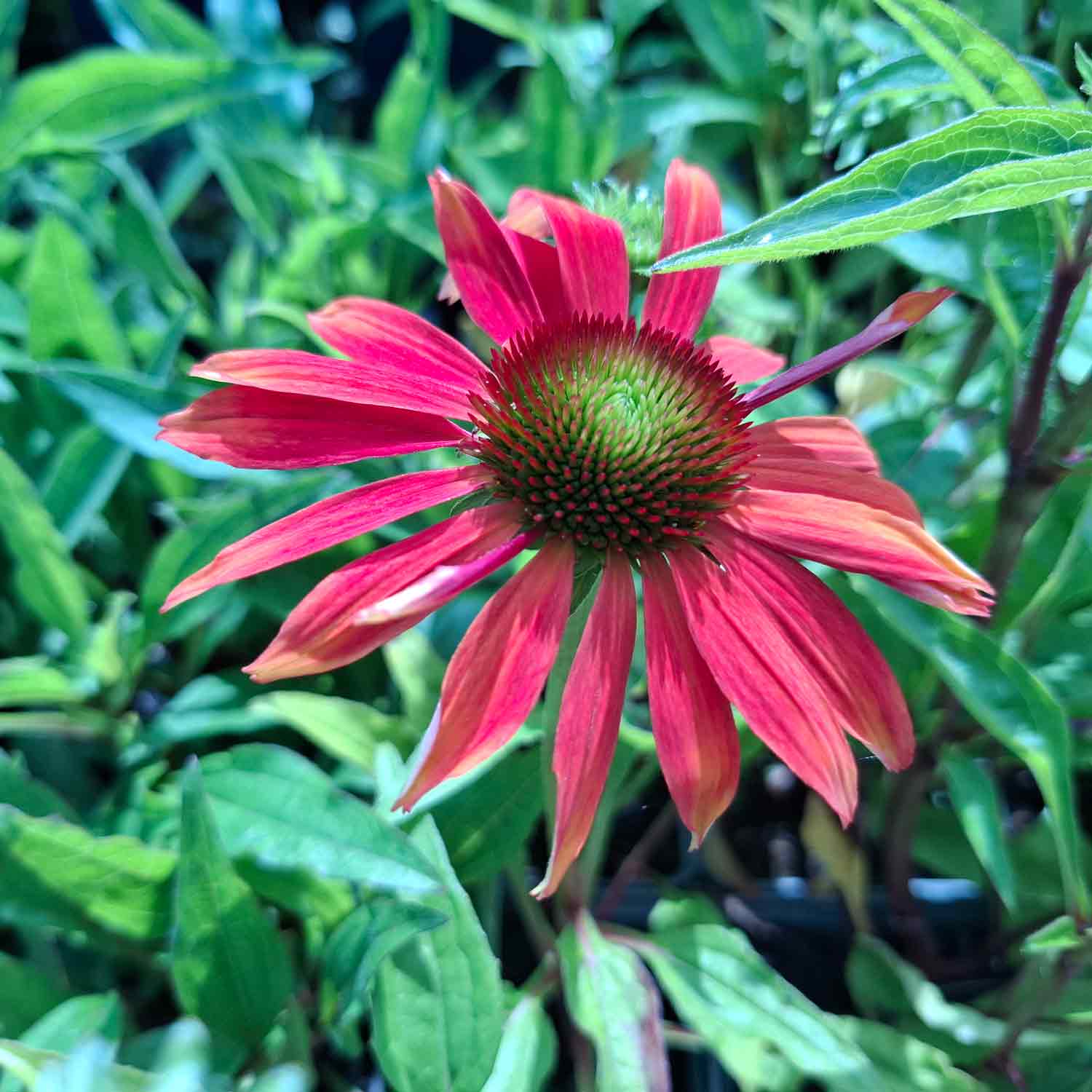 Echinacea 'Cheyenne Spirit' P9