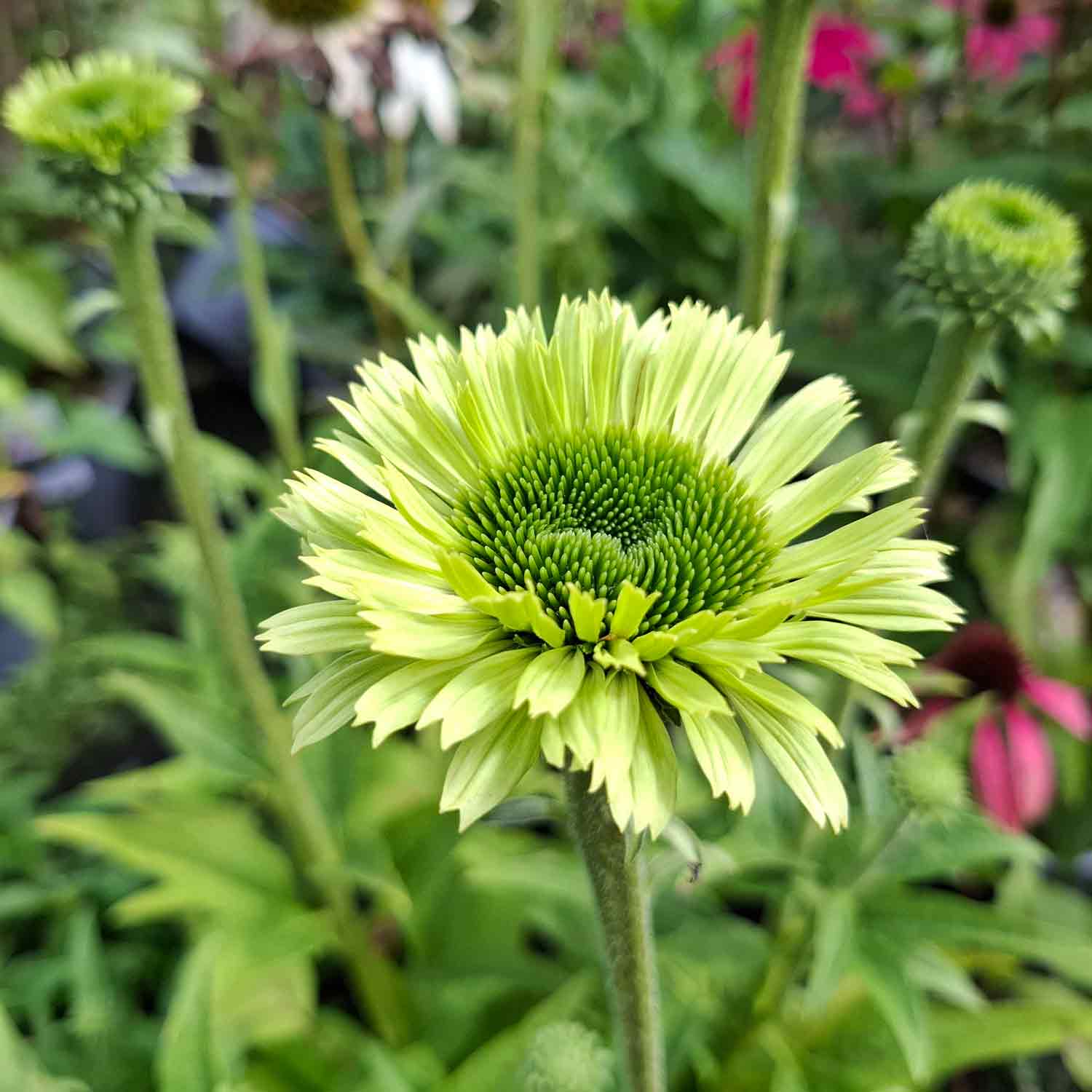 Echinacea p. 'Green Jewel' P9