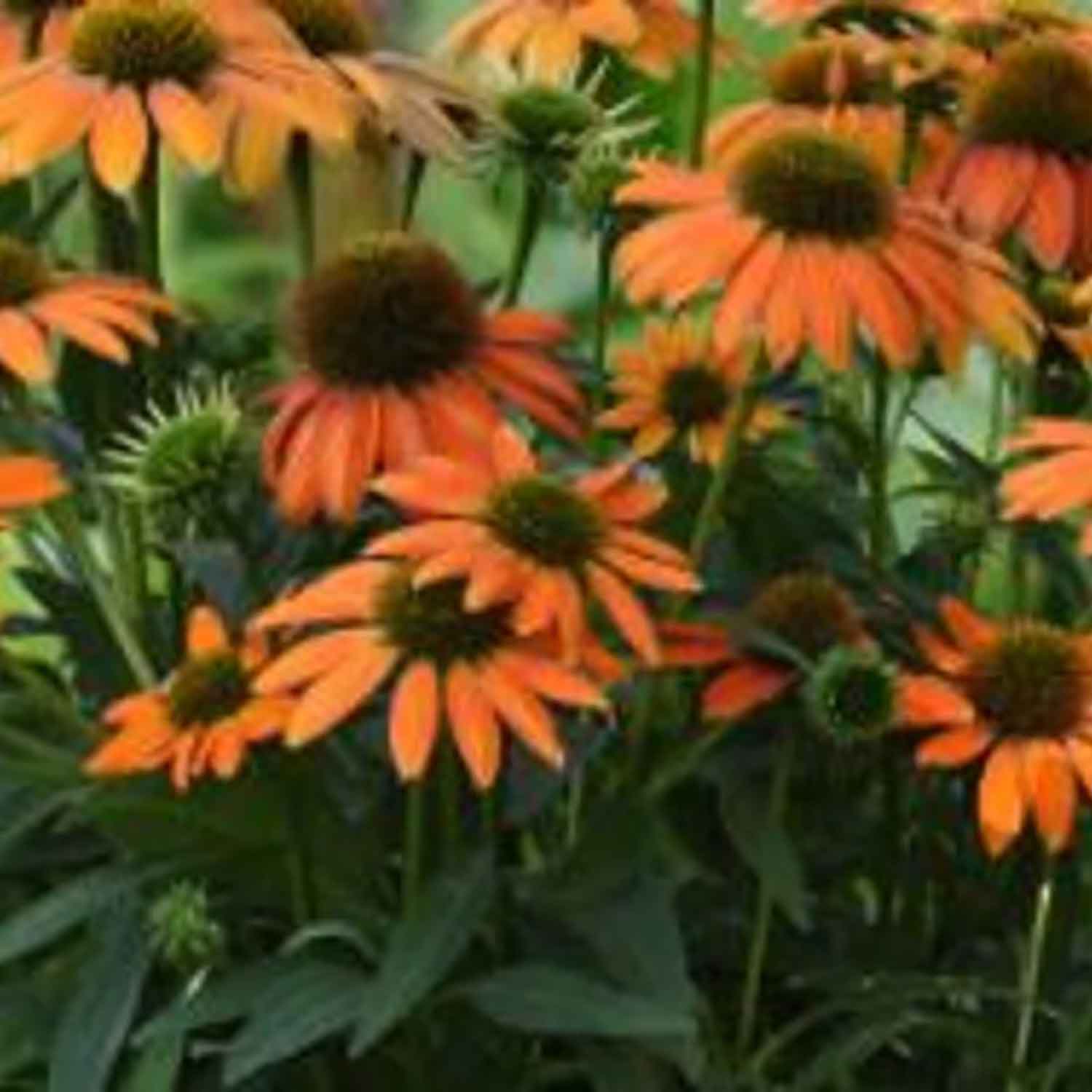 Echinacea Lakota Orange P9
