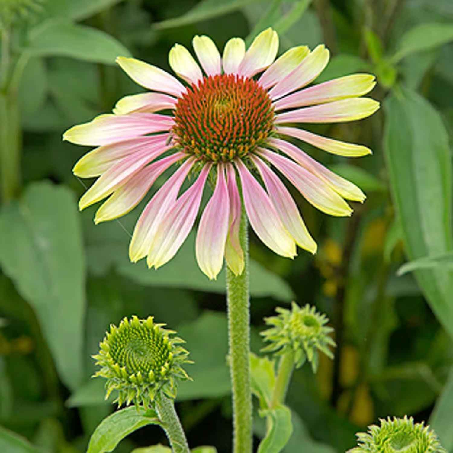 Echinacea p. 'Green Twister' P9