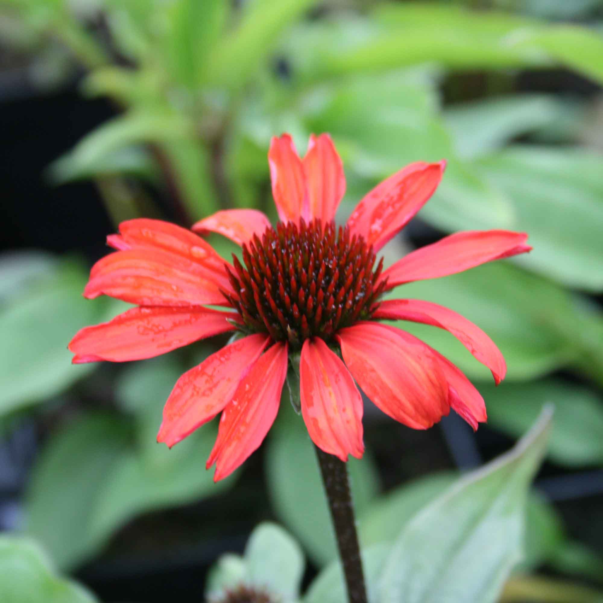Echinacea Sunseekers Orange P9