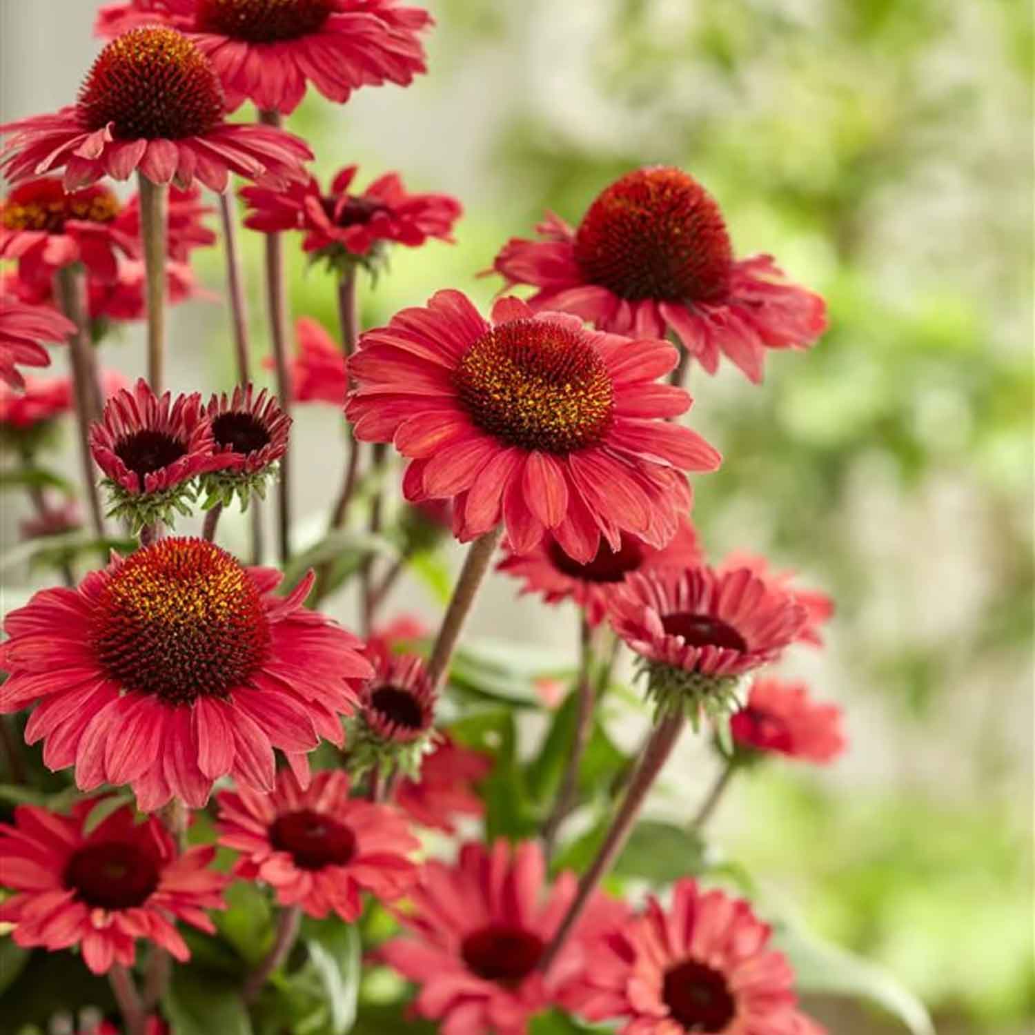 Echinacea Sunseekers Röd P9
