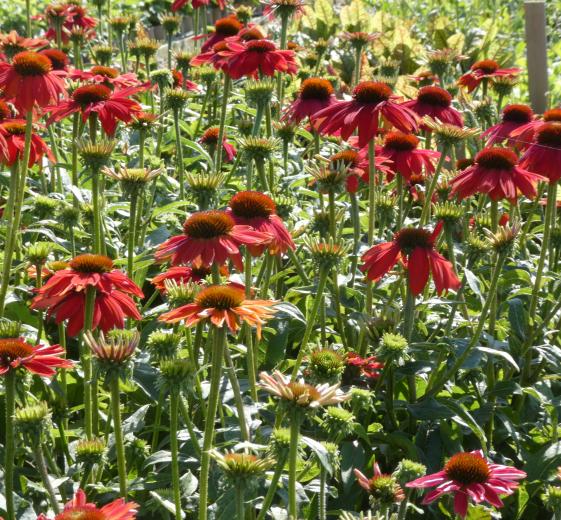 Echinacea hybrid 'Lakota Red' 1L