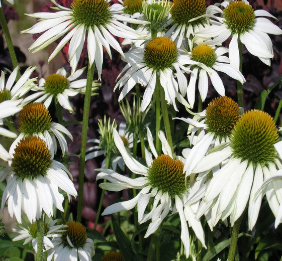 Echinacea p. 'White Swan' P9