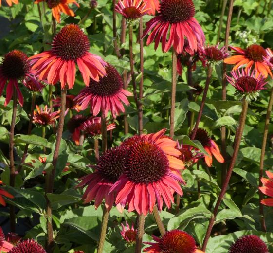 Echinacea ren. "Varm sommar"