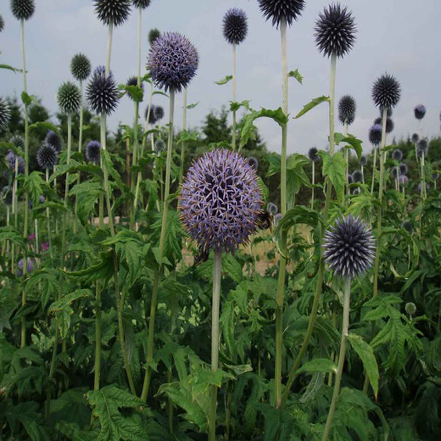 Echinops bannaticus 'Taplow Blue' 1L