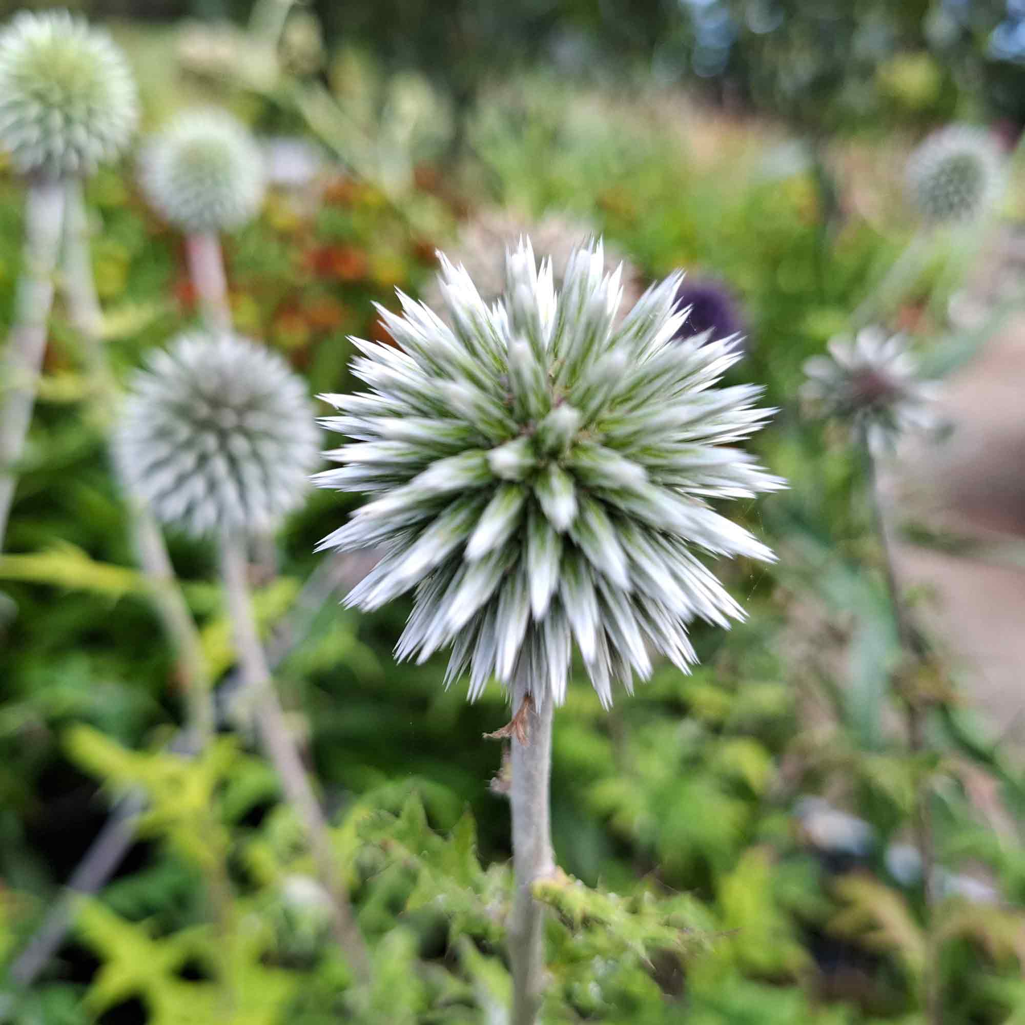 Echinops bannaticus 'Star Frost' P9
