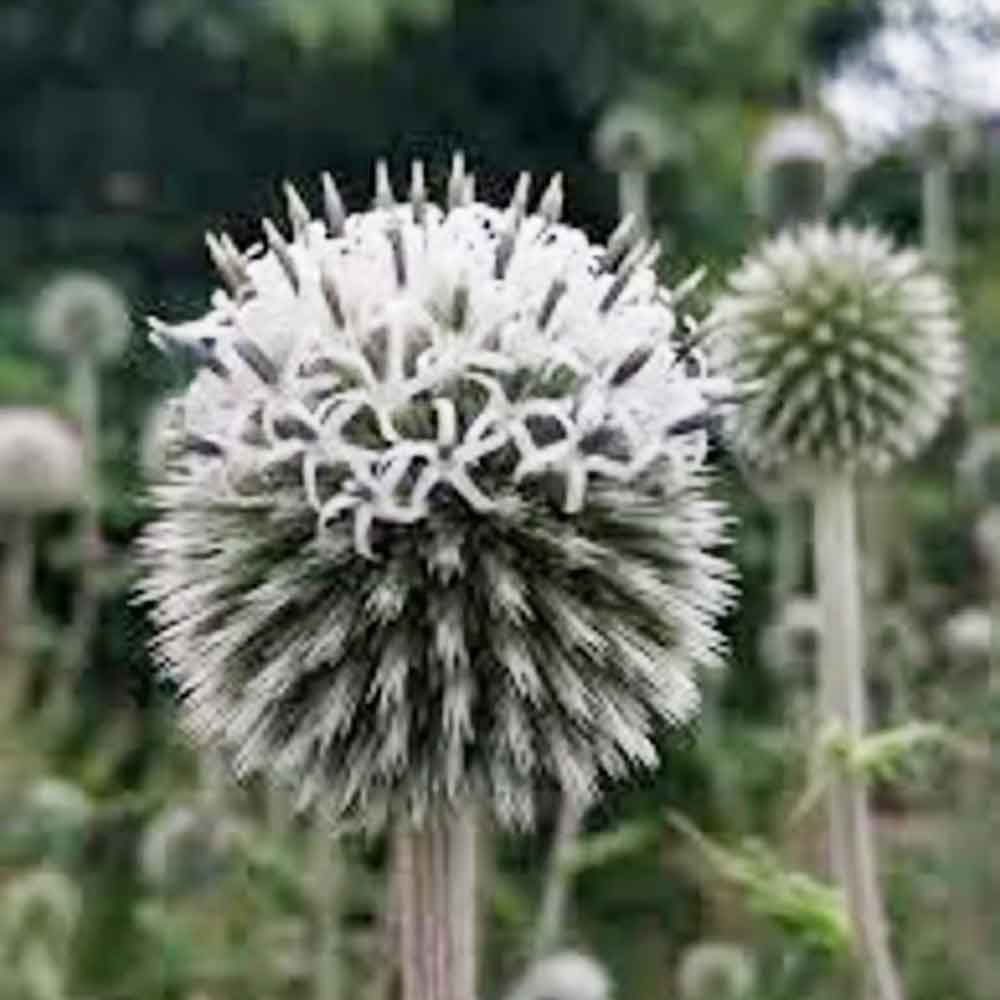 Echinops bannaticus 'Star Frost' P9