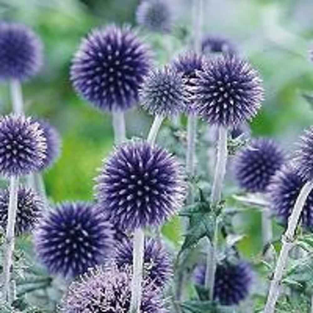 Echinops ritro 'Veitch's Blue' P9
