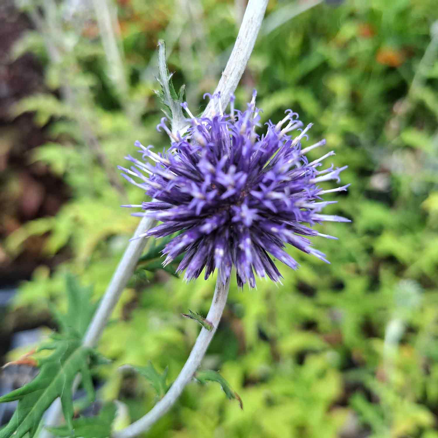 Echinops ritro 'Veitch's Blue' P9
