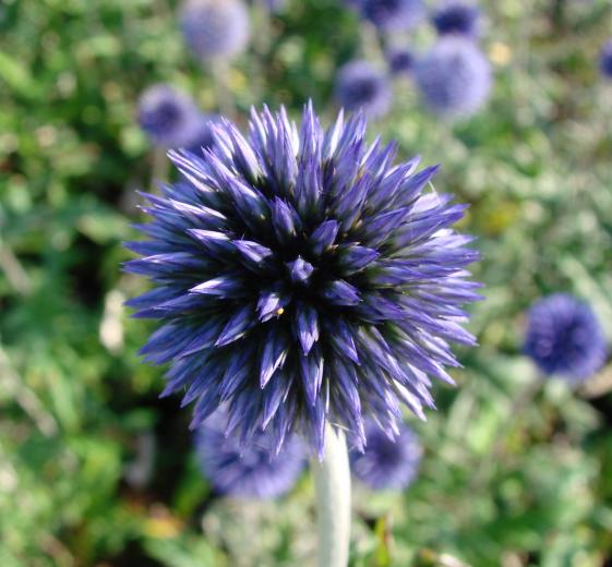 Echinops ritro 1L