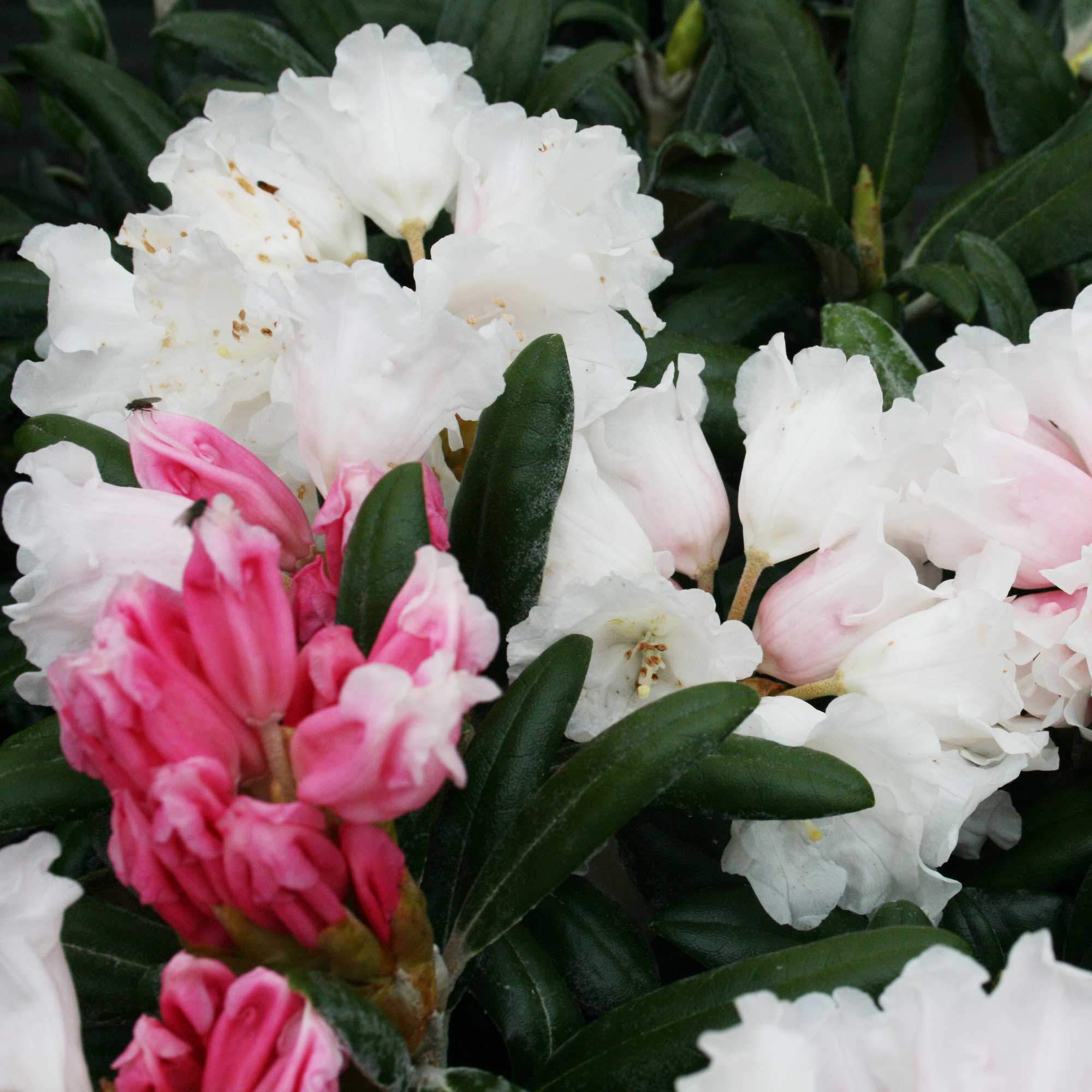 Rhododendron yak. 'Edelweiss' 30/- C5