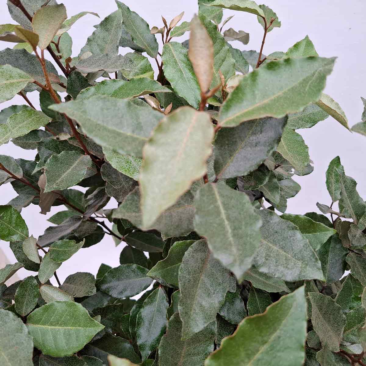 Elaeagnus ebbingei 'Compacta' 40/50 C5