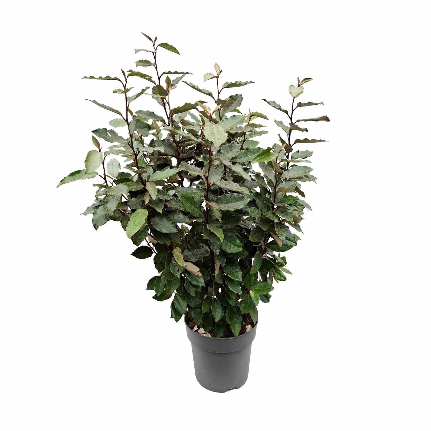 Elaeagnus ebb. 'Compacta' C7.5 60-80 CM