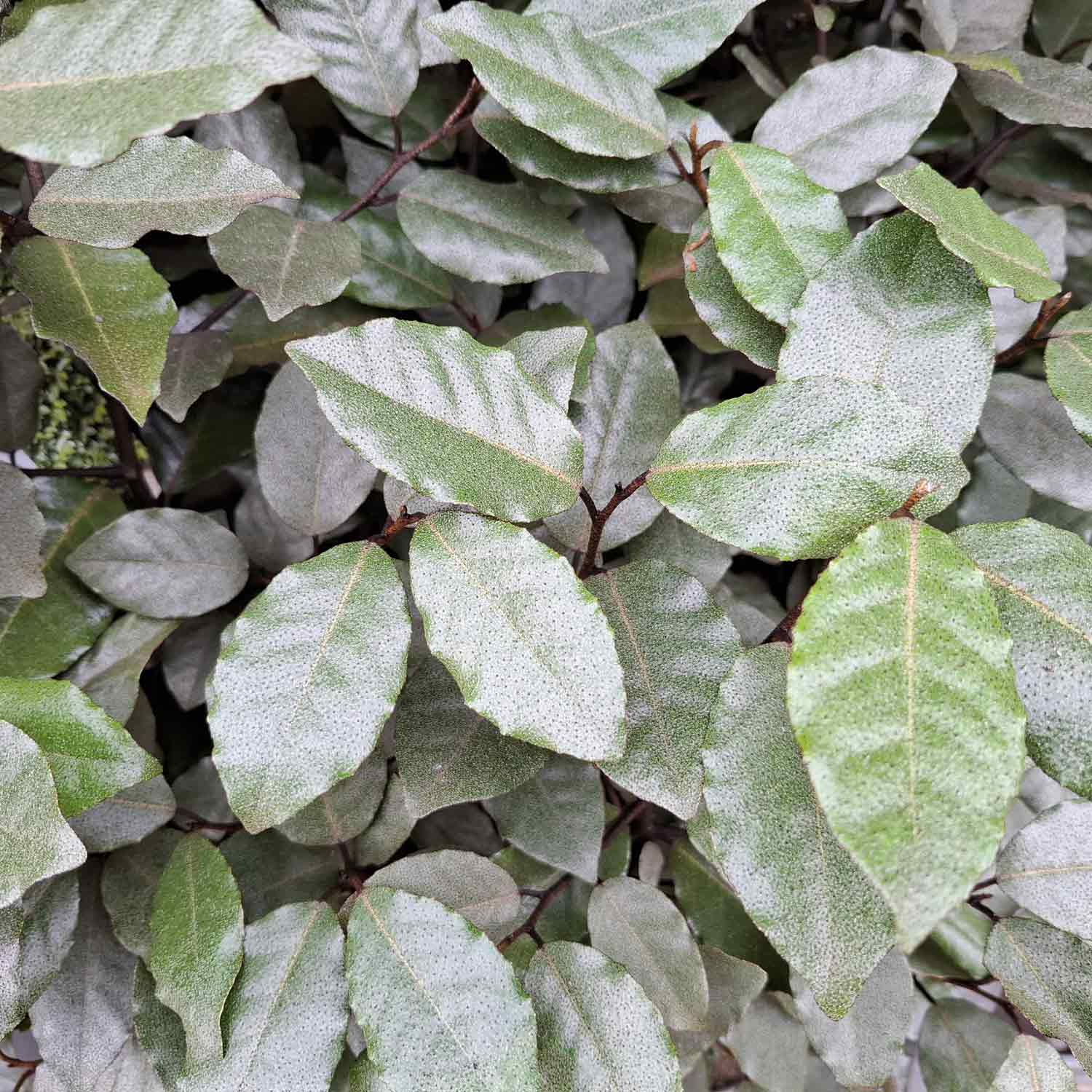 Elaeagnus ebbingei 'Compacta' C12 50- 60