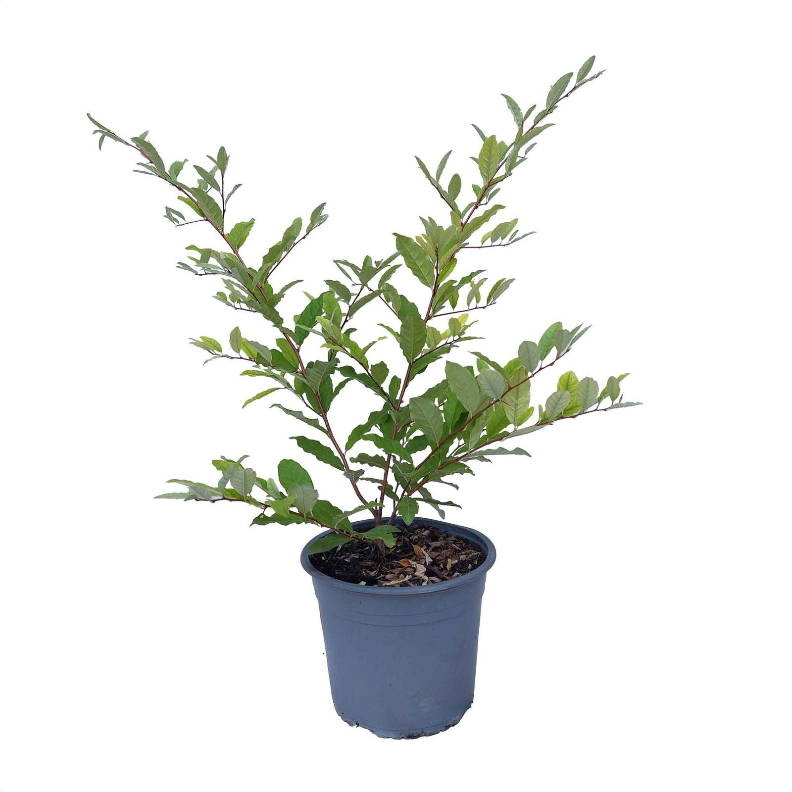 Elaeagnus Pointilla® Sweetnsour 5 L Pot