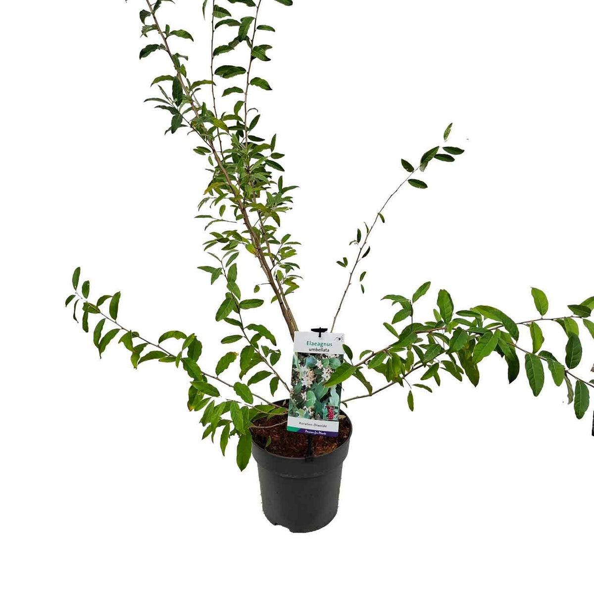 Elaeagnus umbellata 60-80 C5