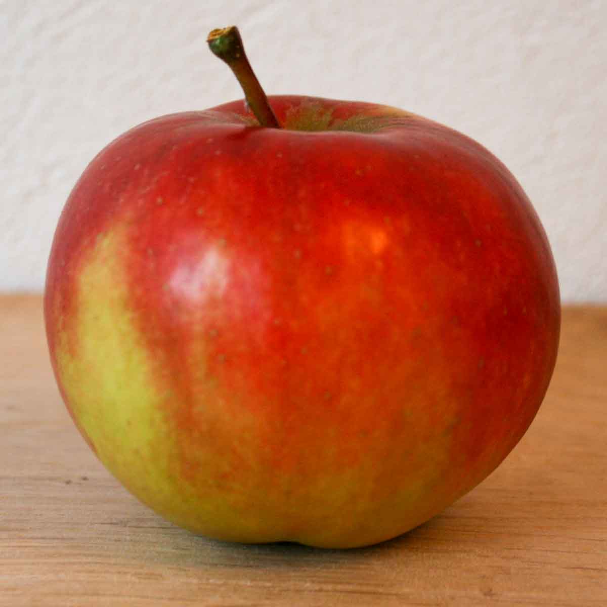 Elshof Elstar Malus
