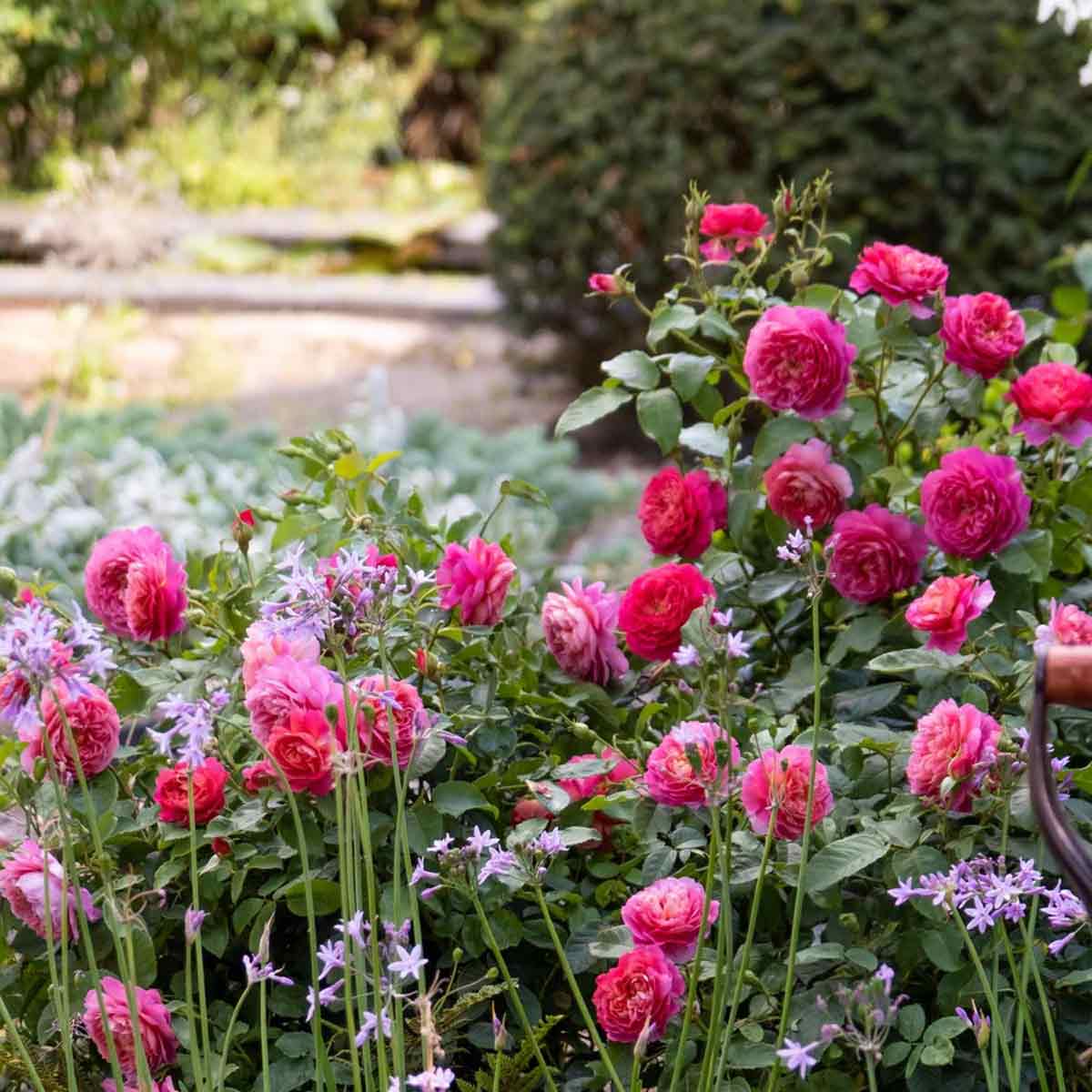 Rosa Emma Bridgewater (AusB744A716)