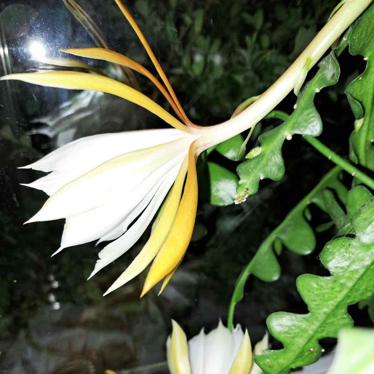 Epiphyllum anguliger 12cm