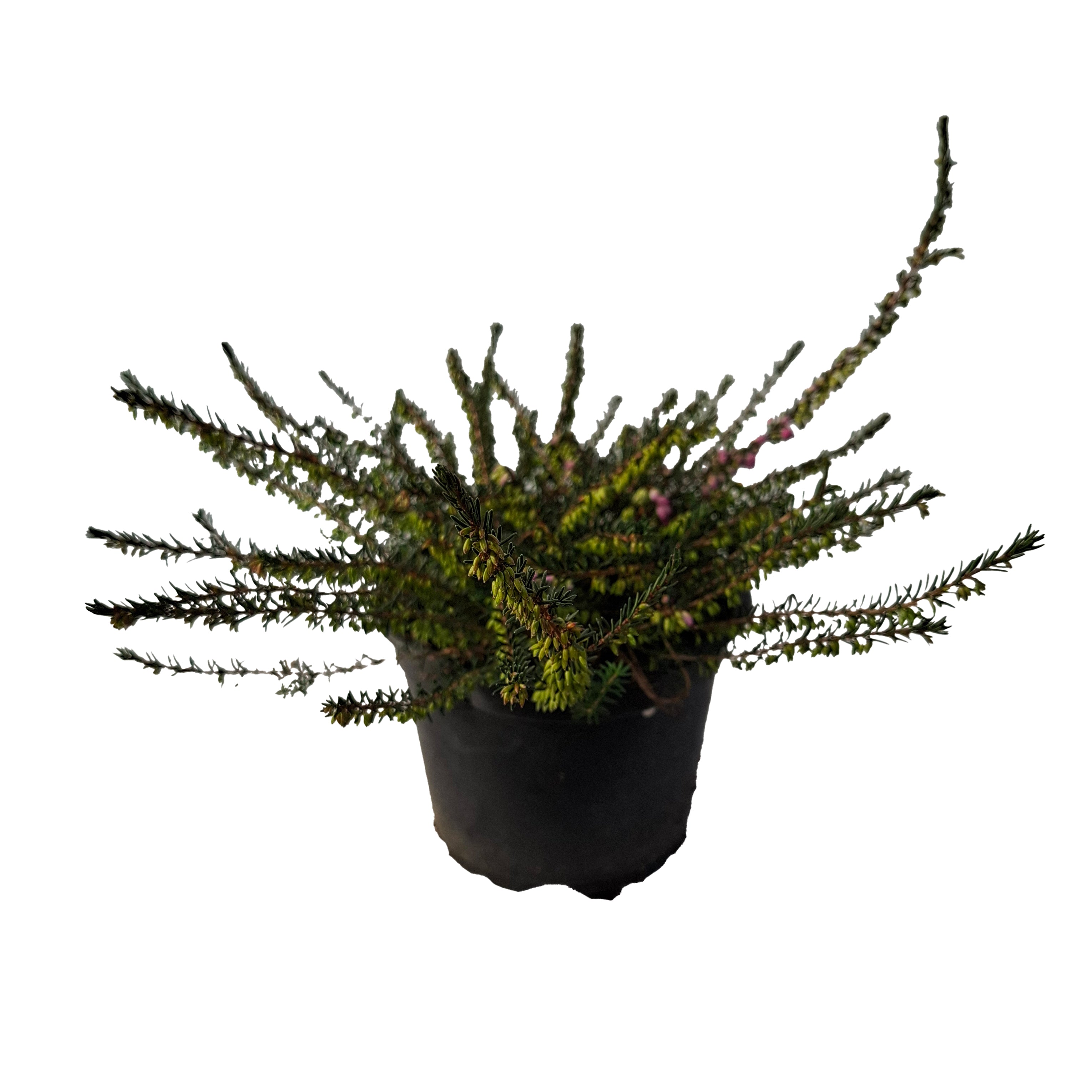 Erica darlyensis 'Kramer's Rote' 2L