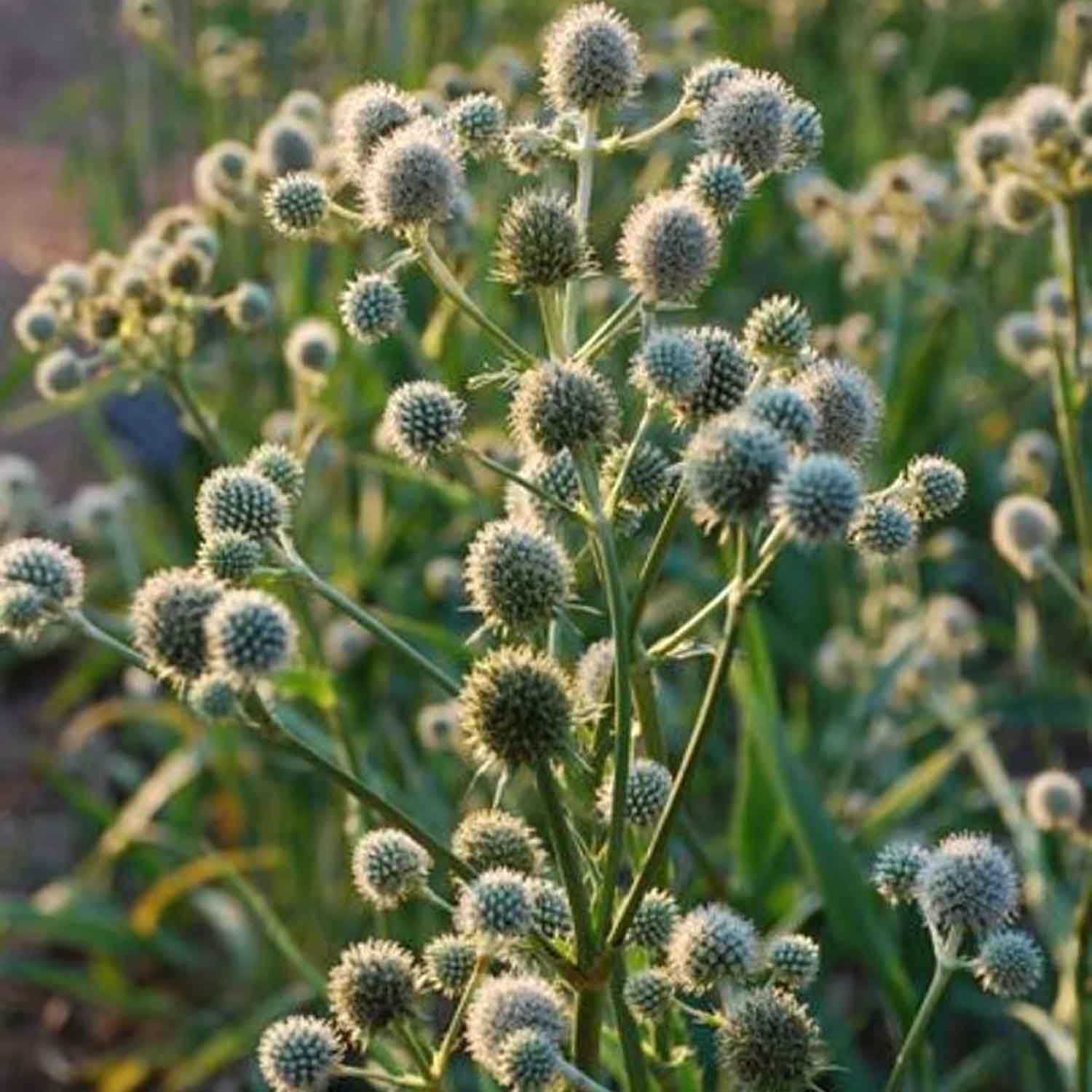 Eryngium yuccifolium 1L
