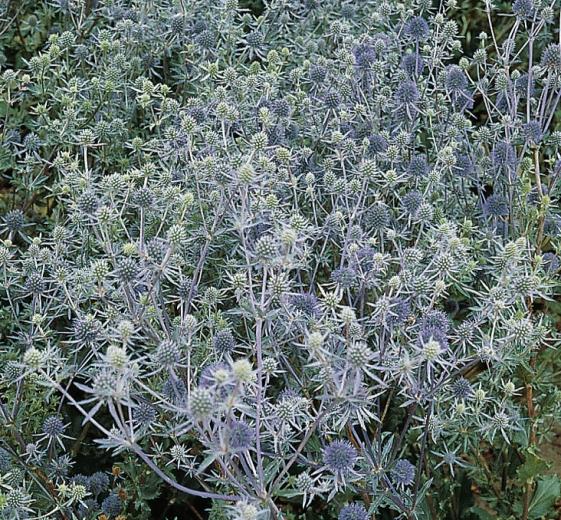 Eryngium planum 1L