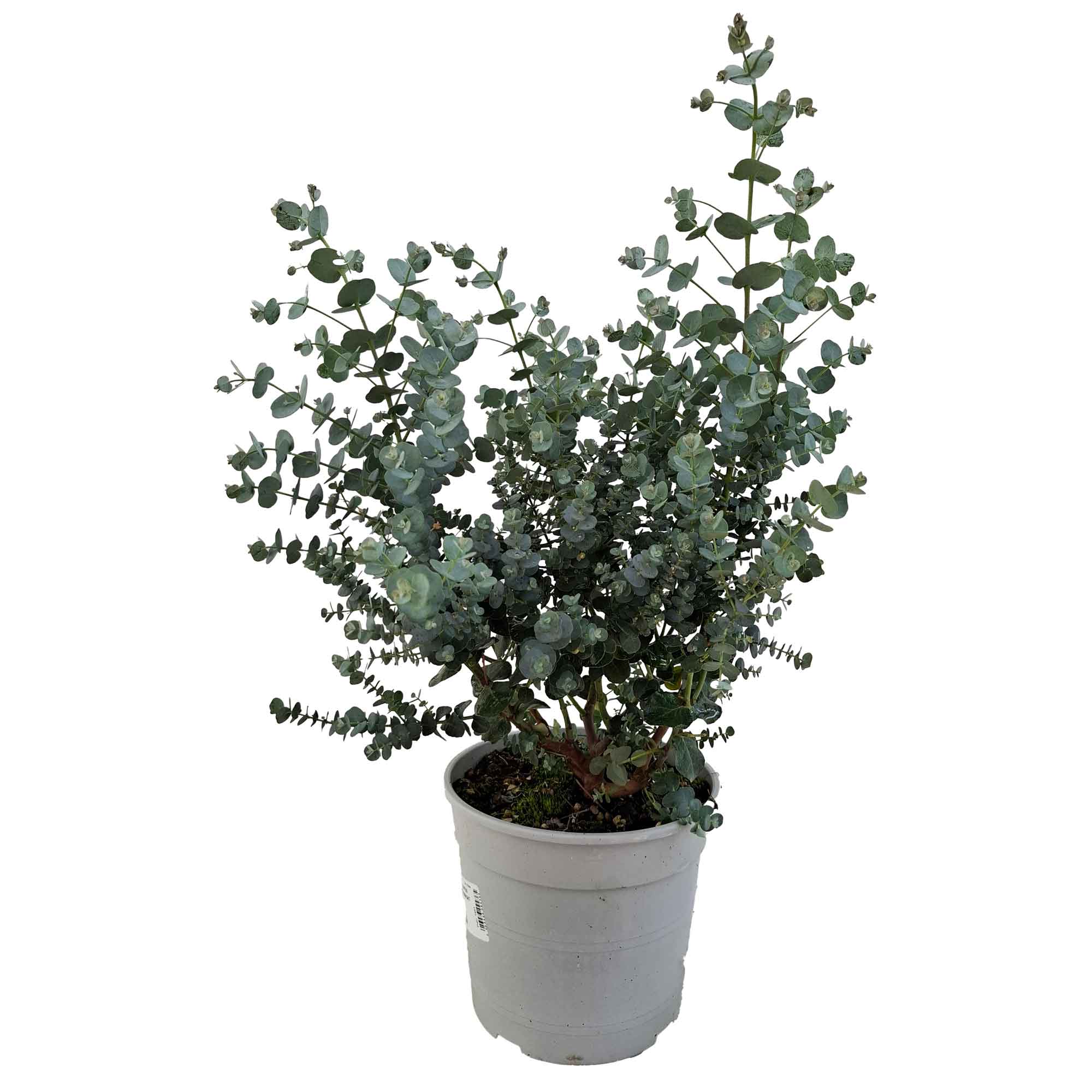 Eucalyptus Gunny Bush D17