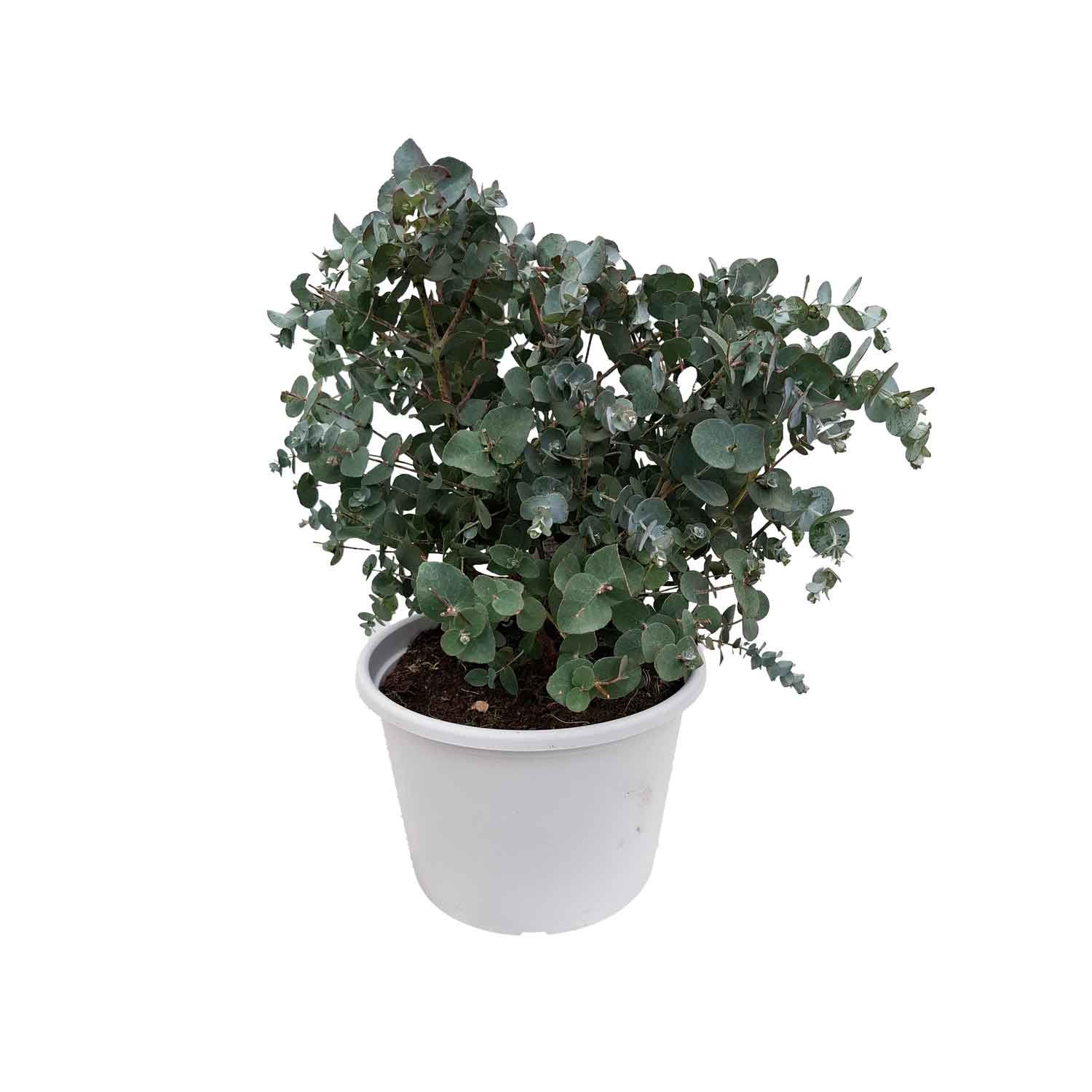 EUCALYPTUS GUNNII BUSH D19