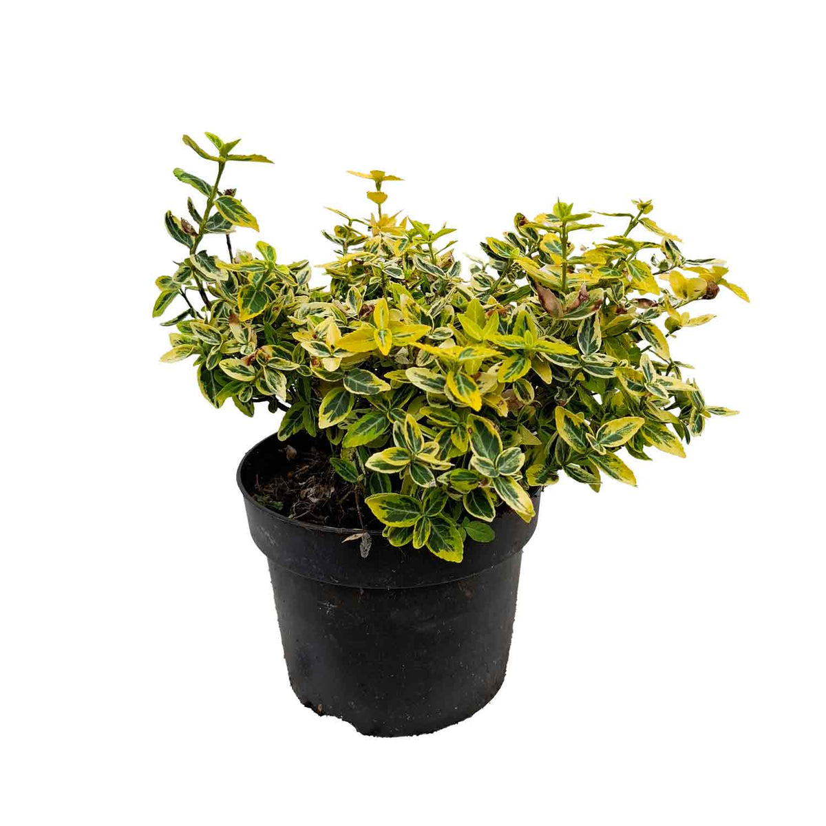 Euonymus fort. 'Emerald 'n Gold' C3