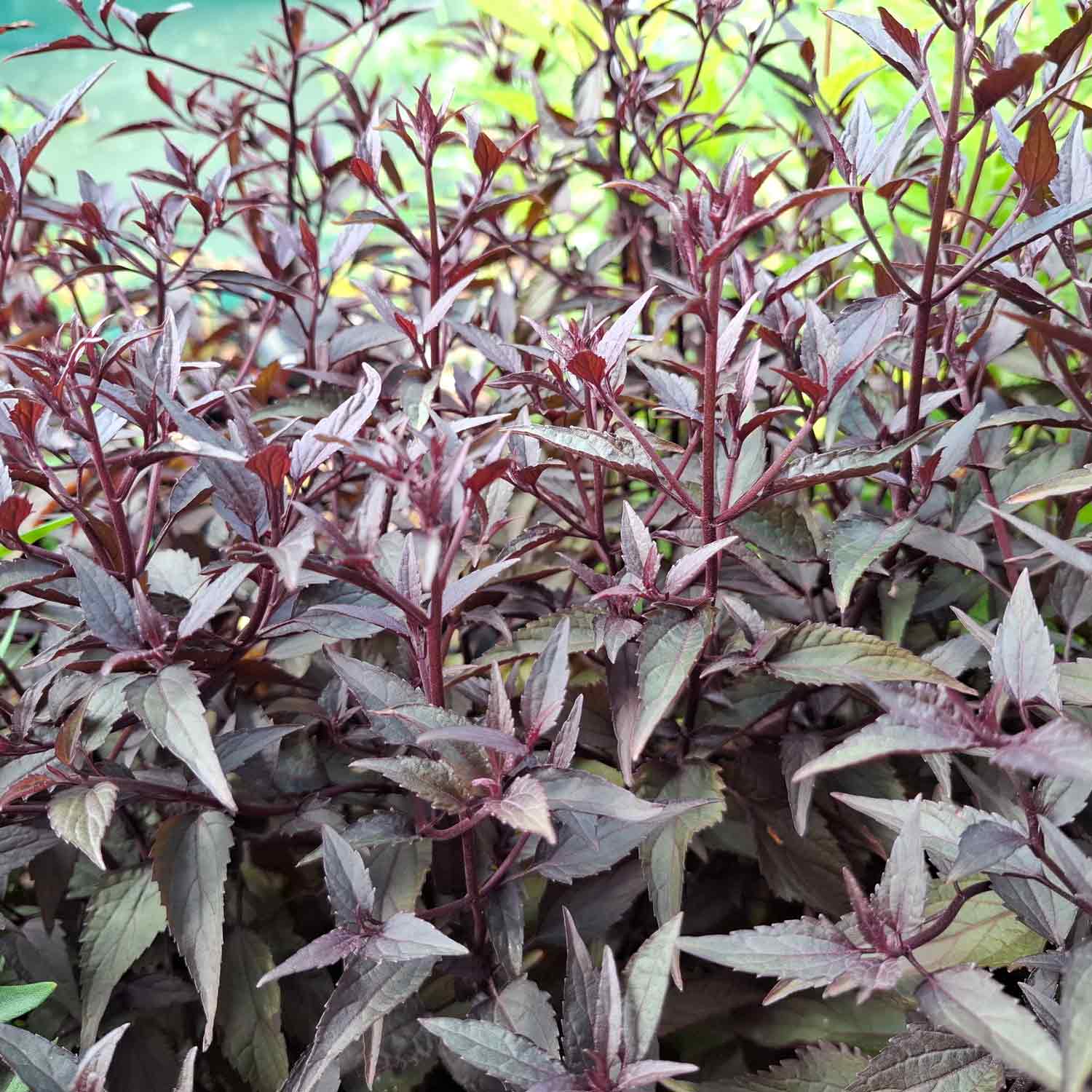 Eupatorium rugosum 'Chocolate' P9