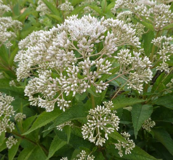 Eupatorium maculatum 'Snowball'(R) 2 L
