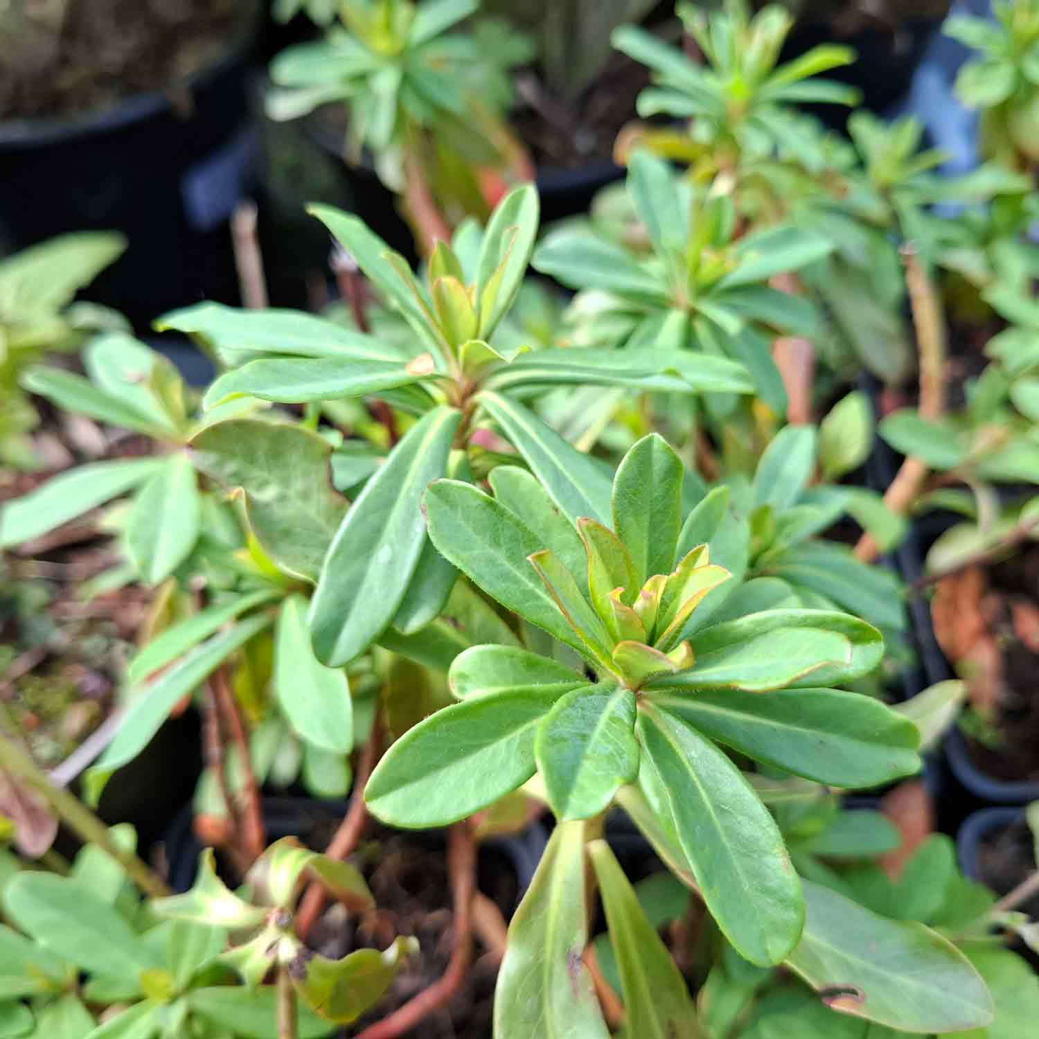 Euphorbia amygdal. 'Redbud' P9