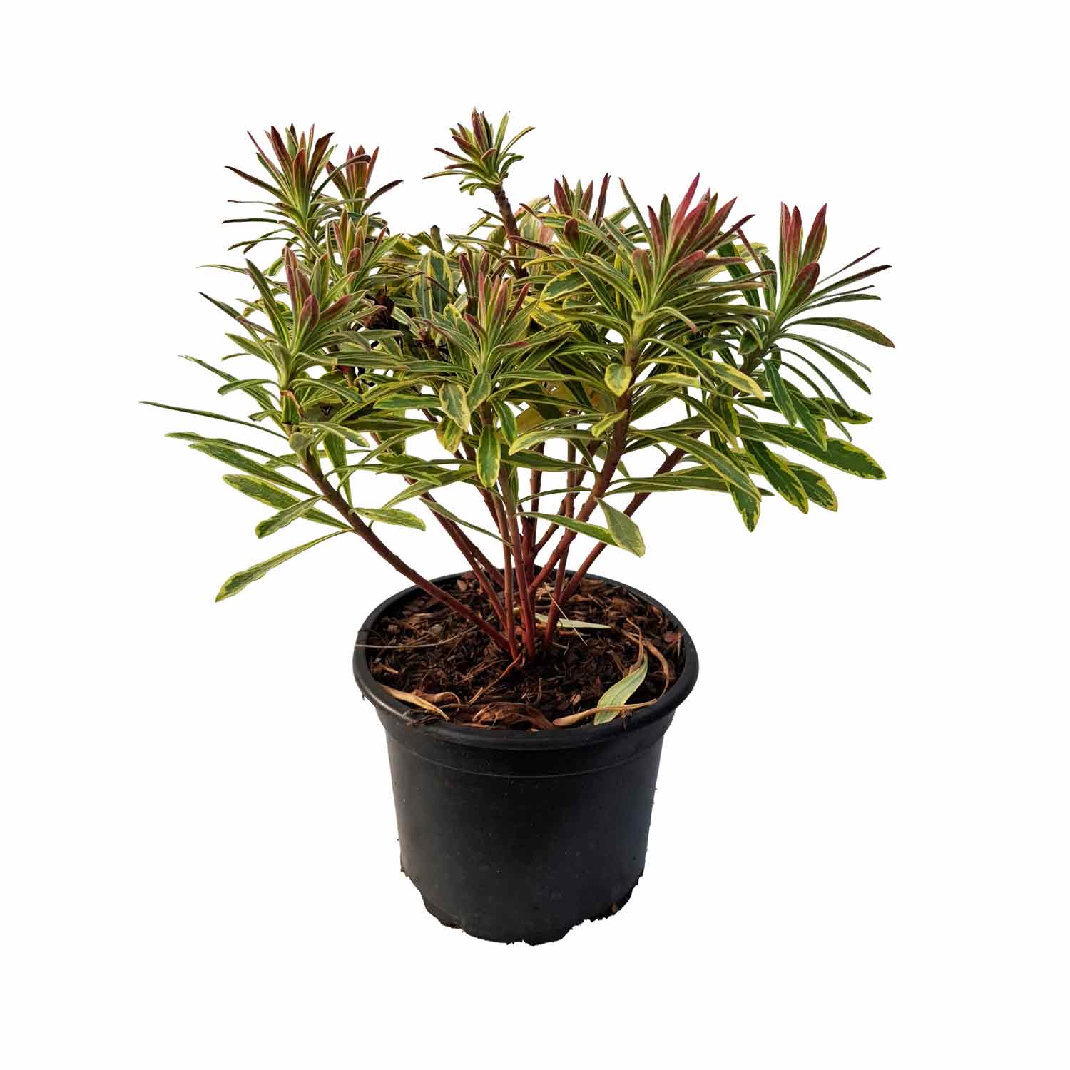 Euphorbia 'Ascot Rainbow' 2L