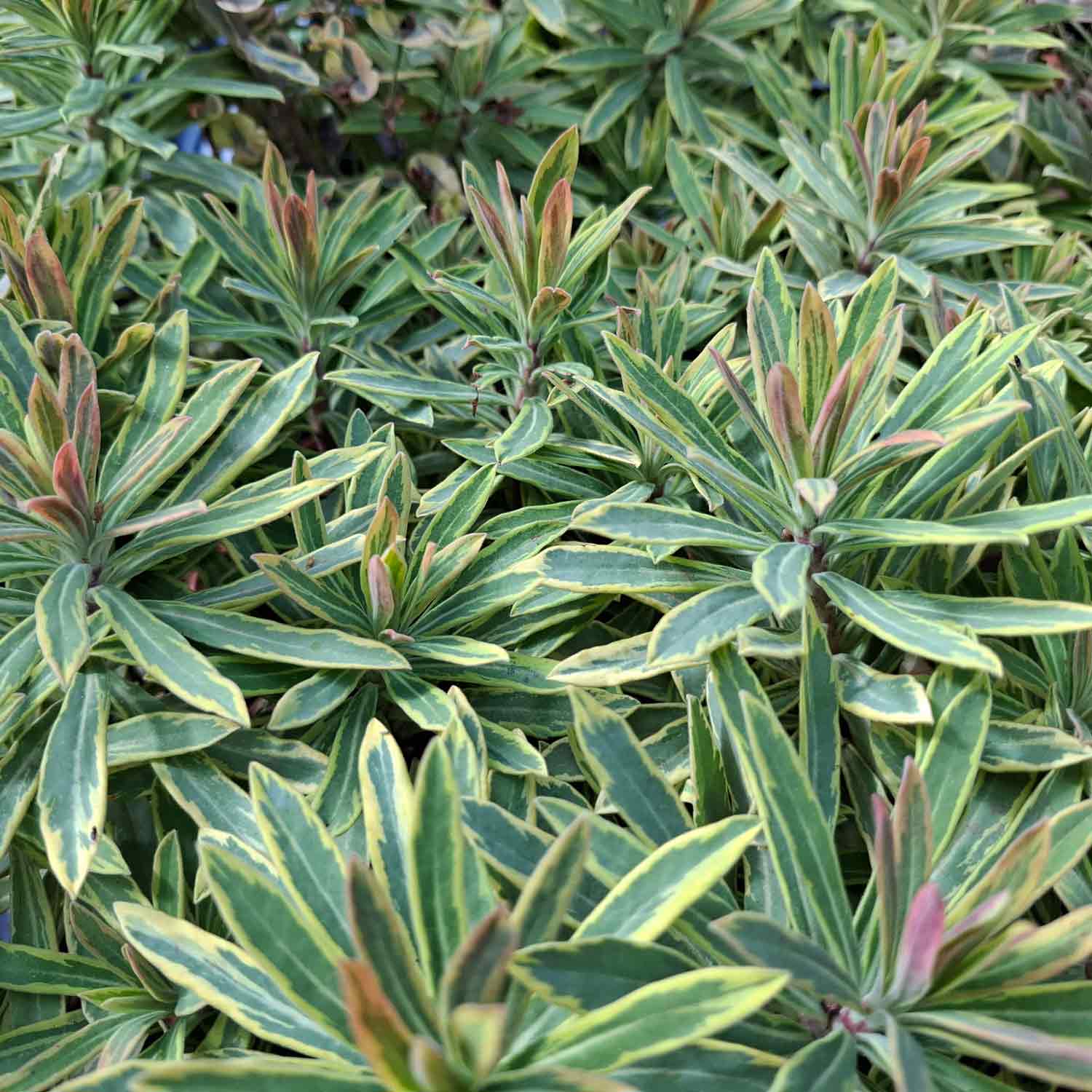 Euphorbia 'Ascot Rainbow' P9