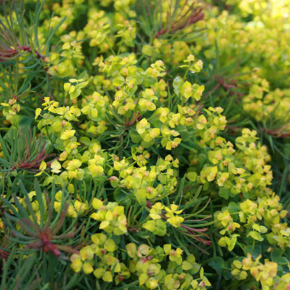 Euphorbia cyparissias 'Fens Ruby' 11C